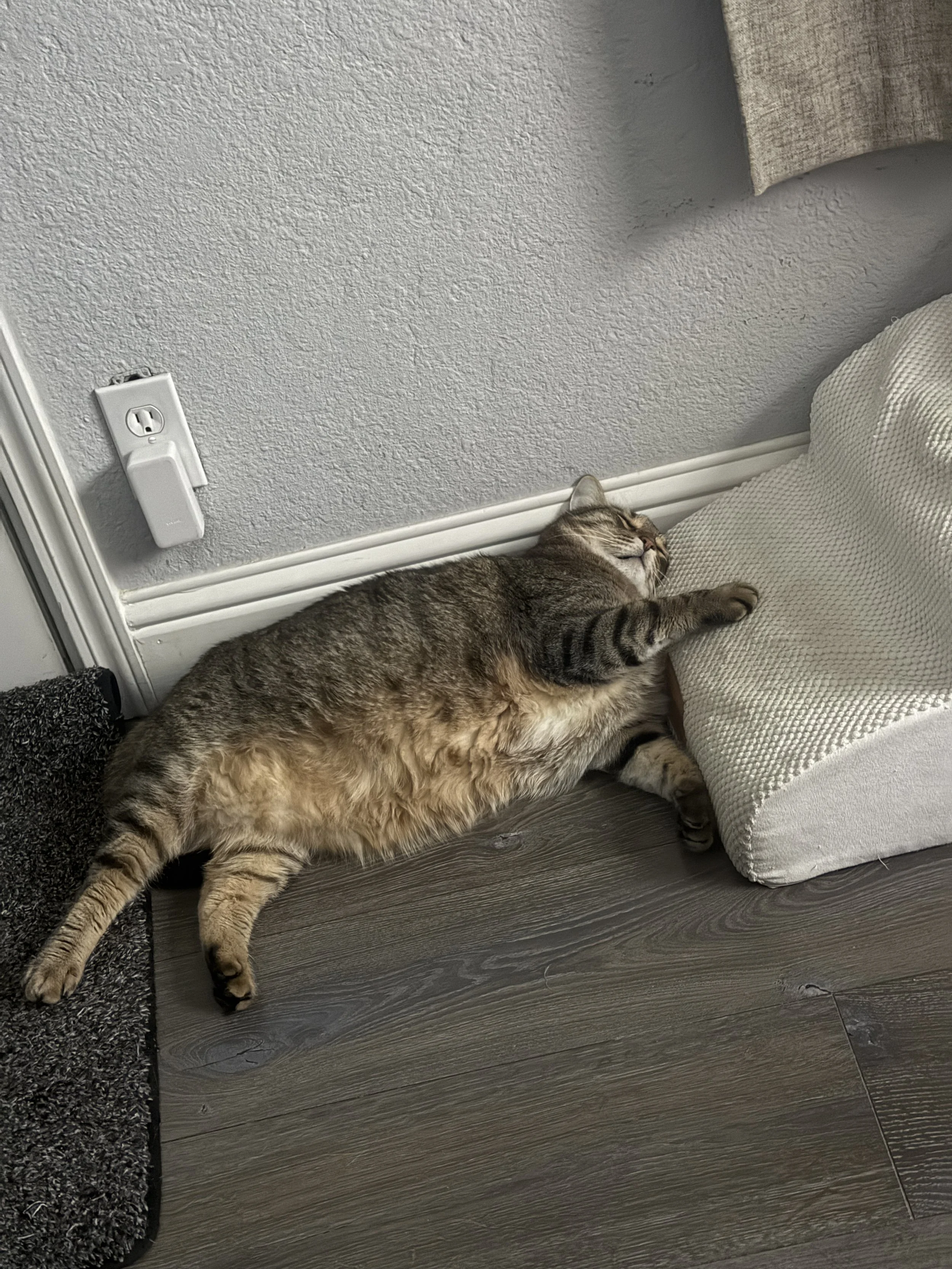 Luke, about 6 years old. Twin #1.
Short-haired, chubby tabby.
He conquered FIP, and then every meal put in front of him since. He doesn't care much for his sister, but his favorite thing besides food is his buddy Sawyer.