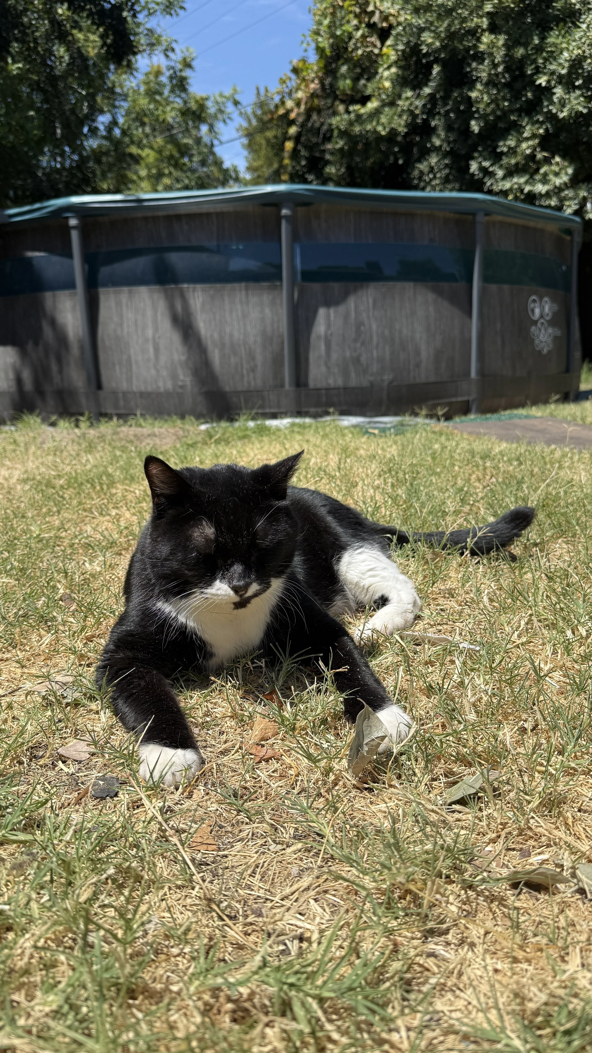 Harvey, 2nd oldest.
Tuxedo cat.
Affectionate, independent, and a little goofy. He is Sawyer's adopted brother and must be held over your LEFT shoulder. His favorite thing in the world is the occasional backyard trip.