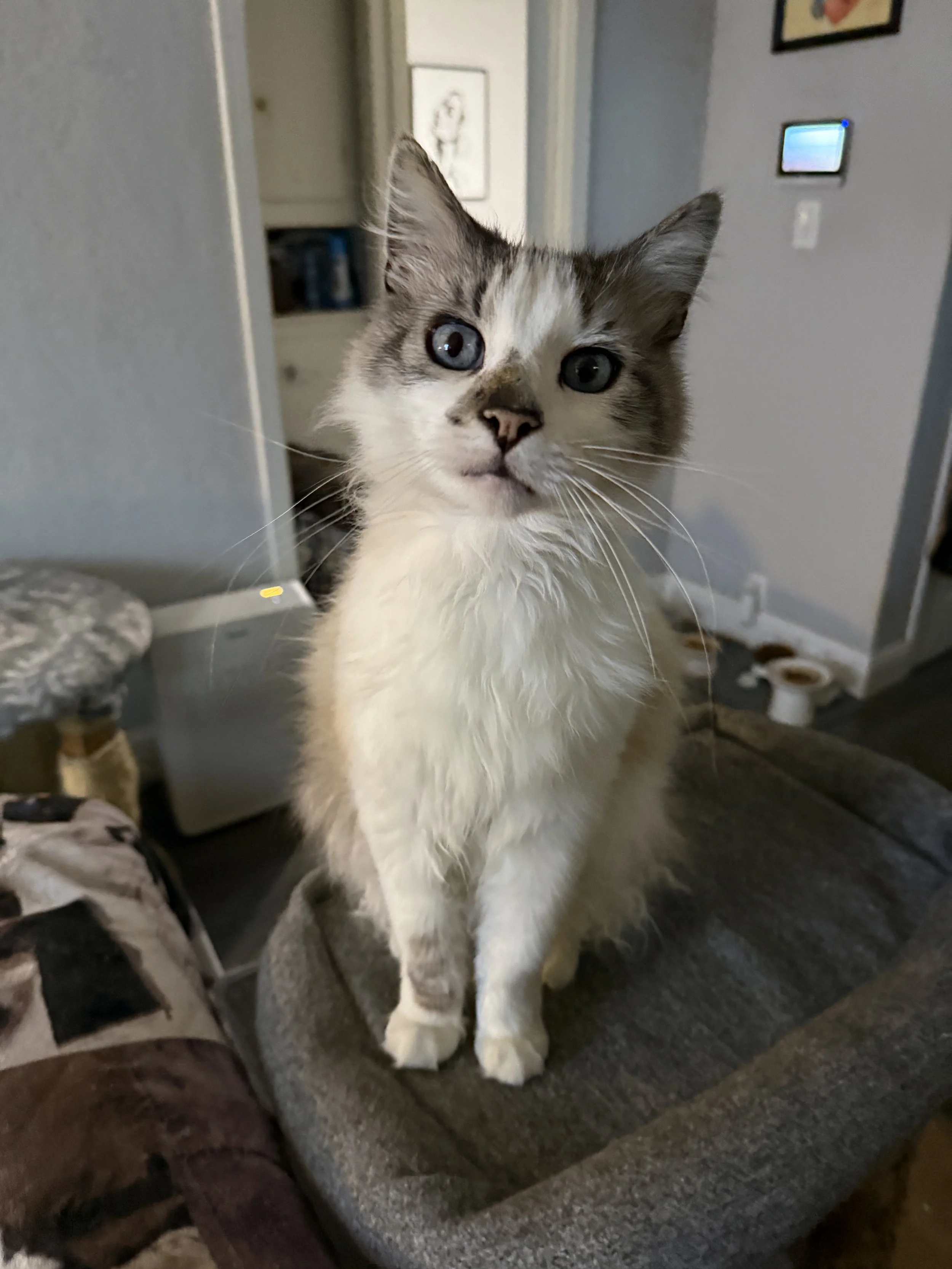 Spanky, approx. 4 years old.
Ragdoll mix.
Technically, he belongs to our neighborhood, as he's an outdoor cat who comes to us for snacks and refuge. He's a social butterfly, and our block looks out for him.