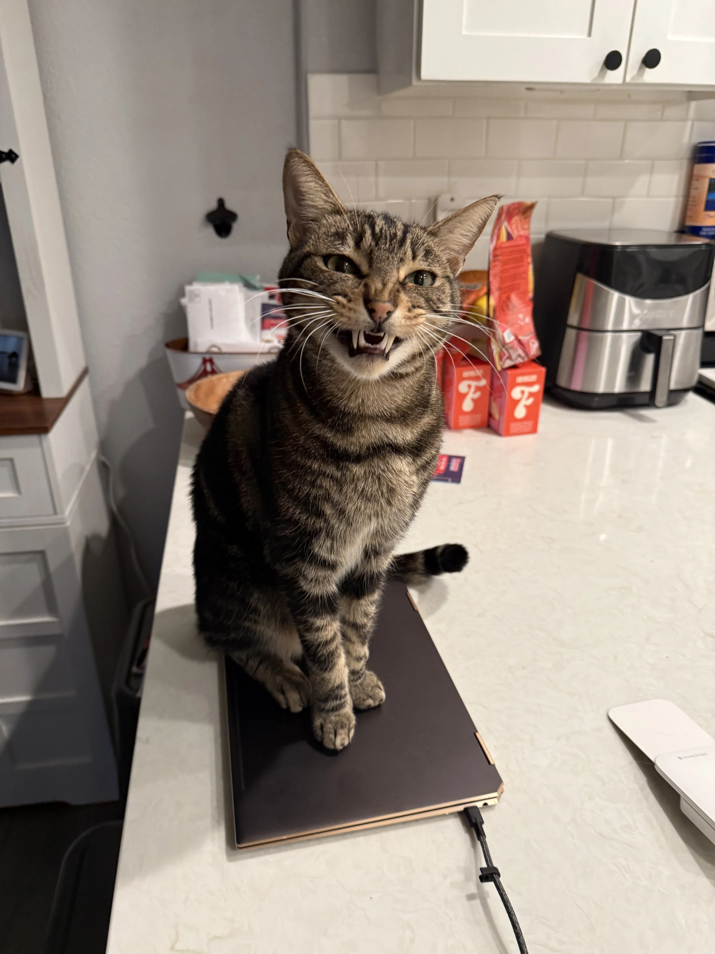 Bucky, about 4 years old.
Short-haired, skinny tabby.
He hitched a ride under a car and into our lives. He's the fastest cat alive and loves to watch TV.