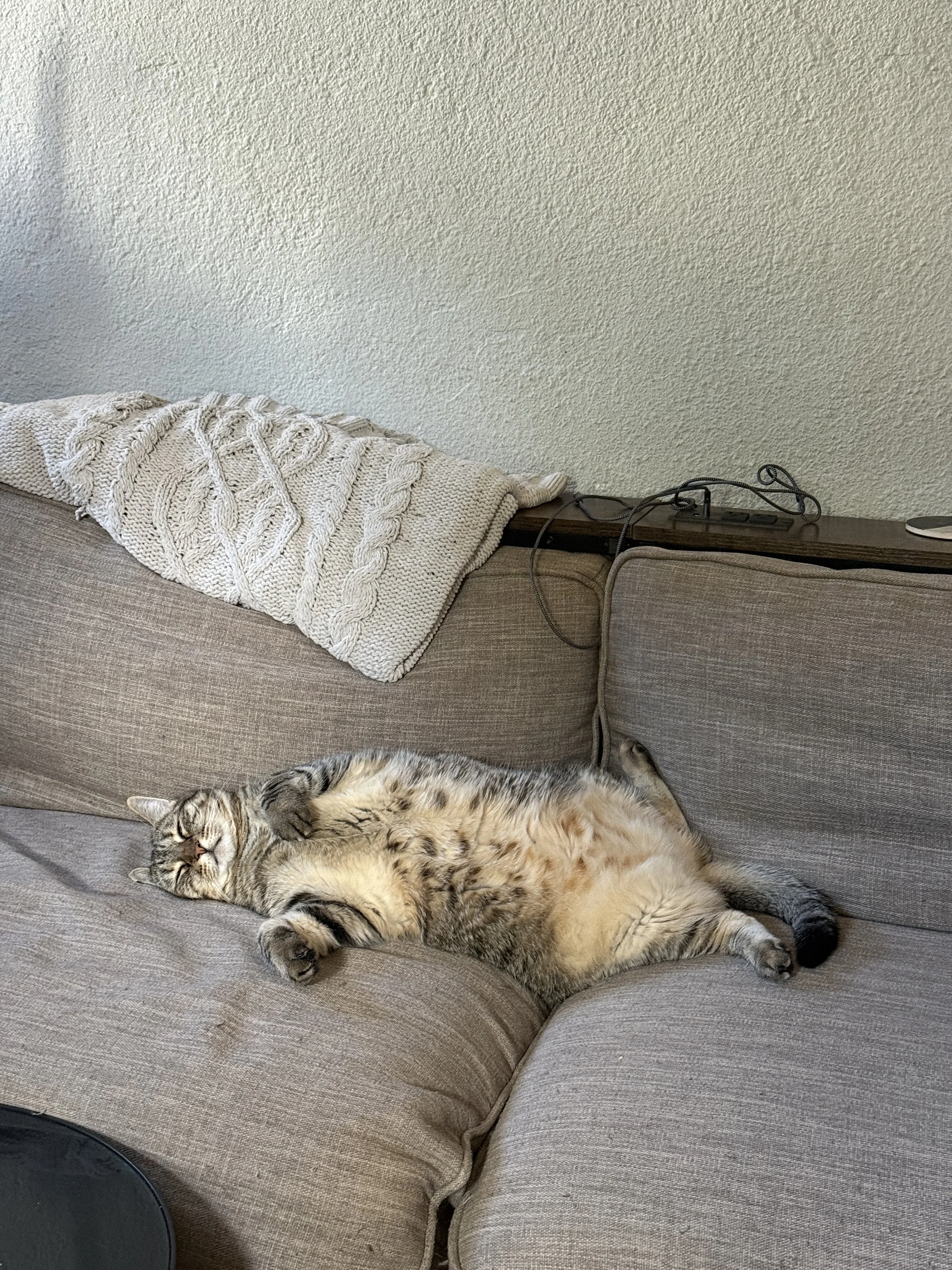 Leia, about 6 years old. Twin #2.
Short-haired chubby tabby.
She's a picky eater, though you wouldn't tell by looking at her. Confidently independent as the lone female in the pack, she is very affectionate and sleeps better than anyone I know.