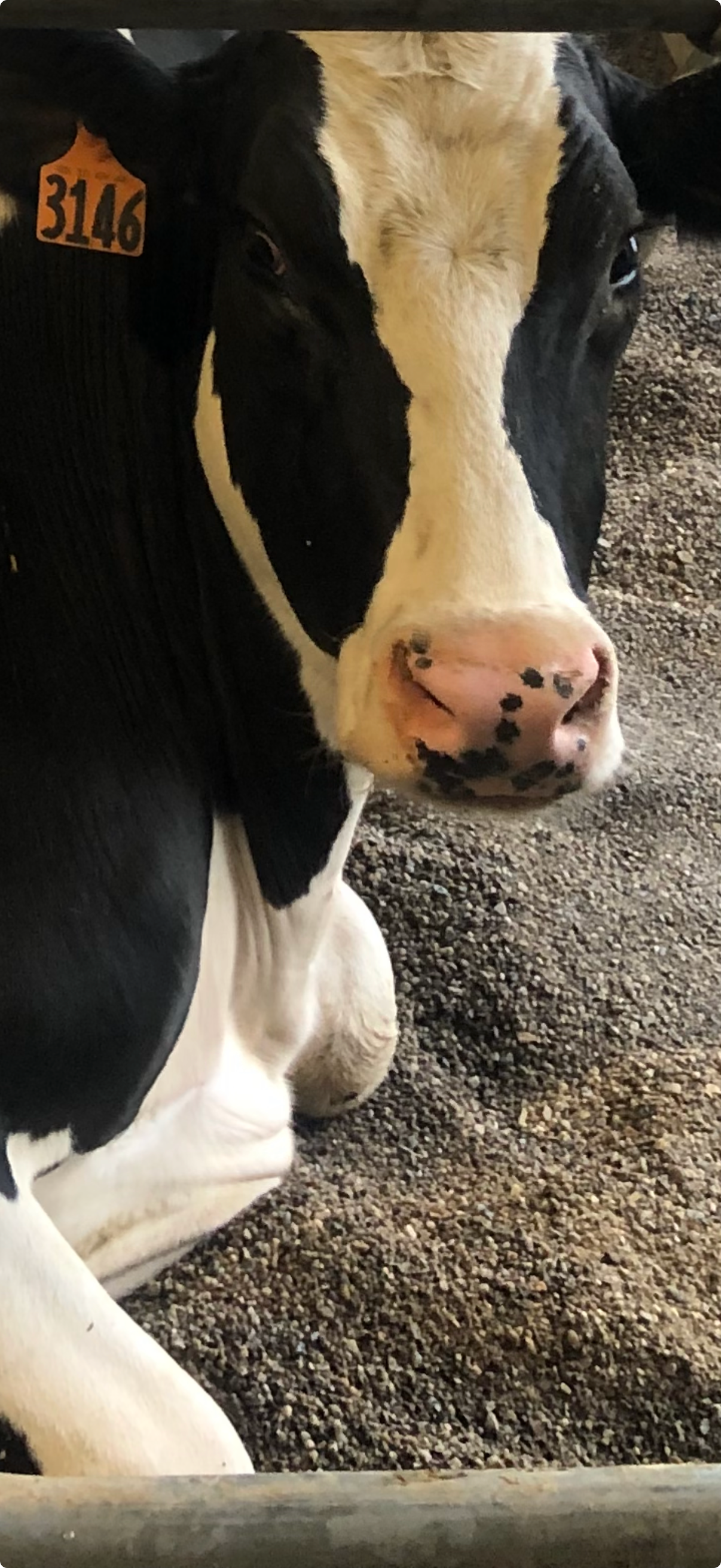 Close-up of a Holstein cow resting