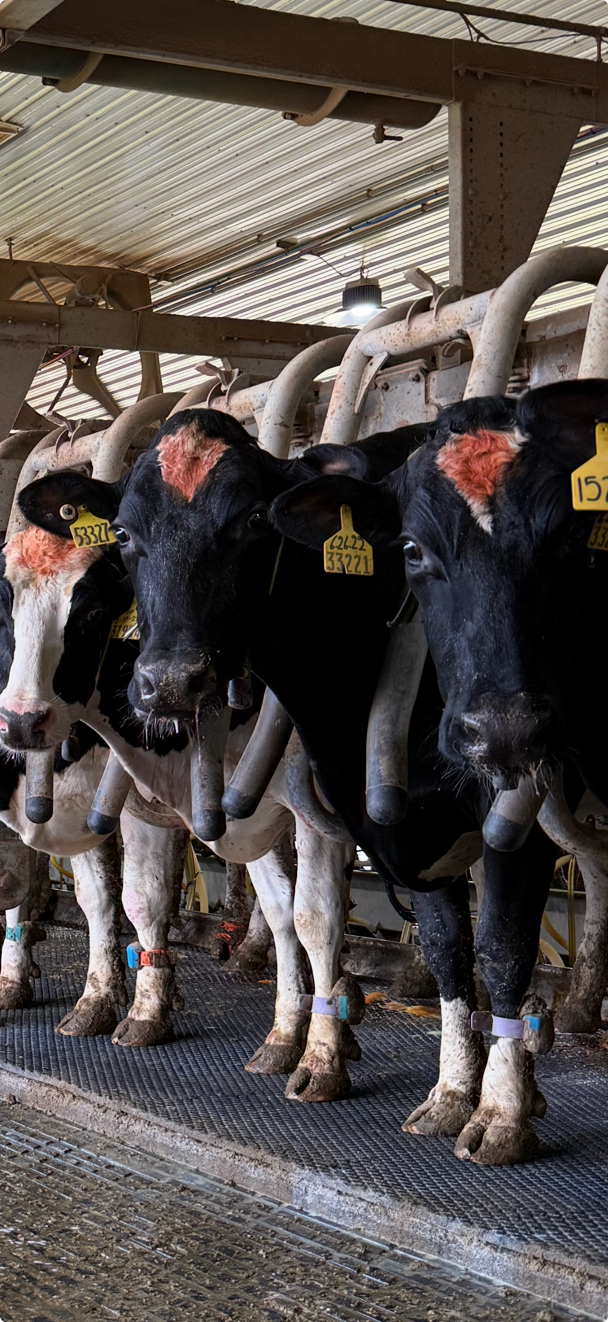 Dairy herd in a freestall barn