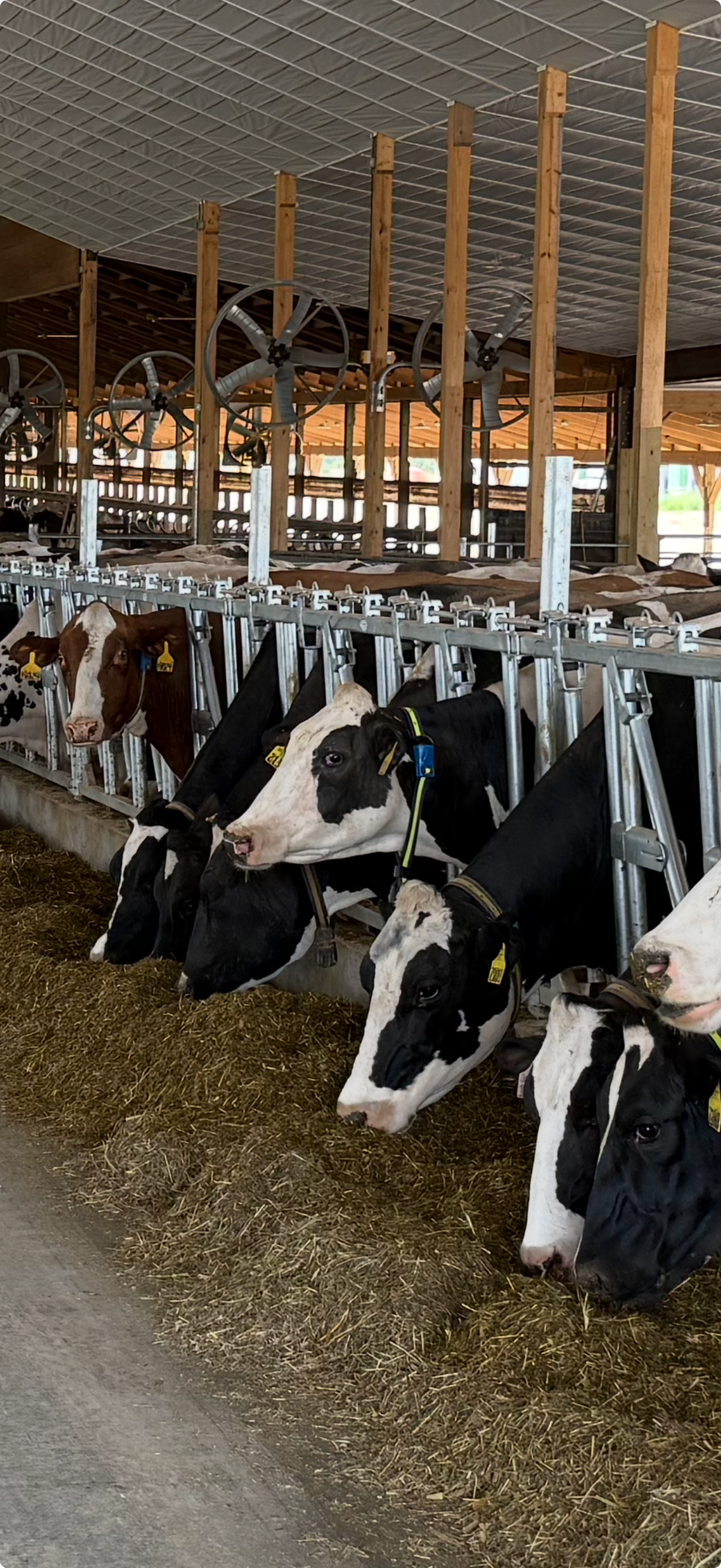 Holstein dairy cows eating at the feed bunk