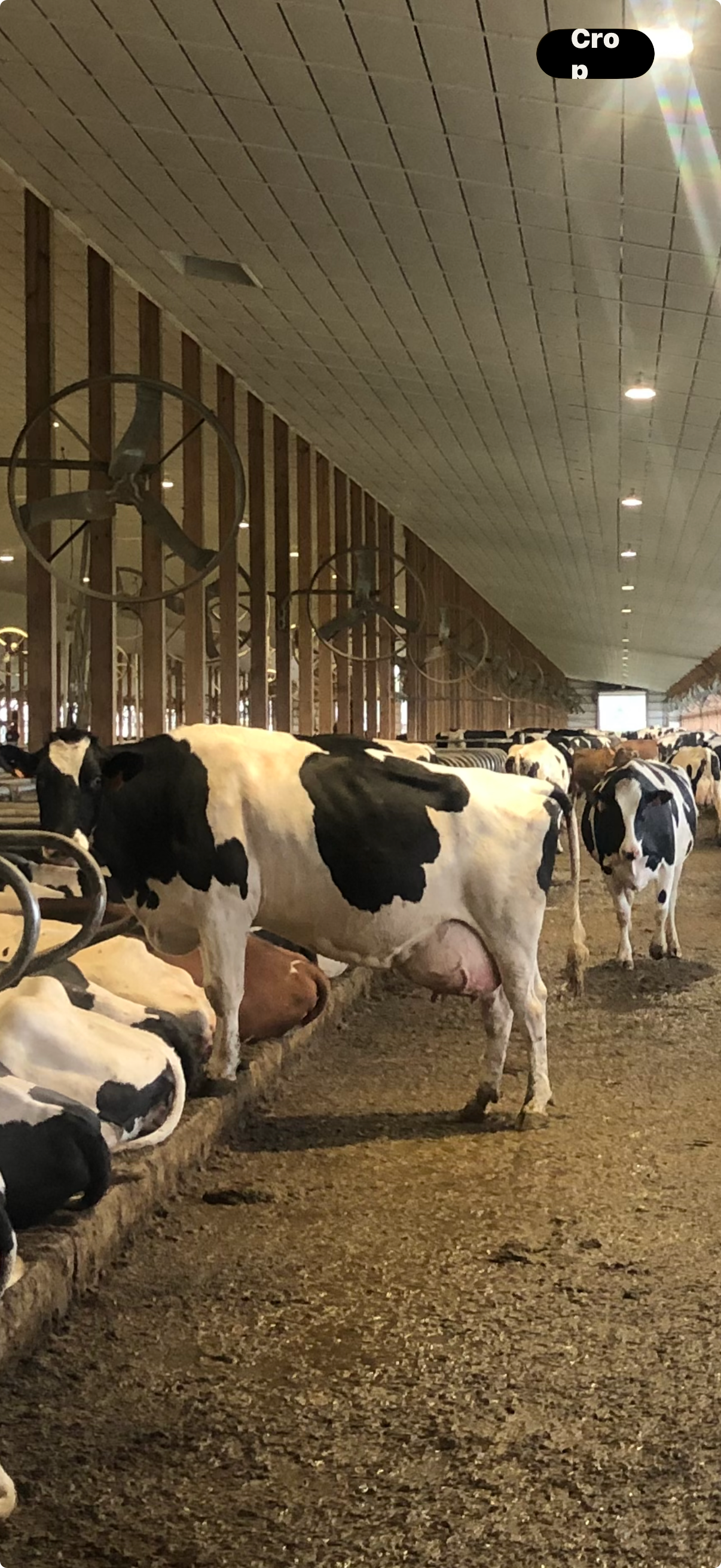 Holstein cows in the milking parlor