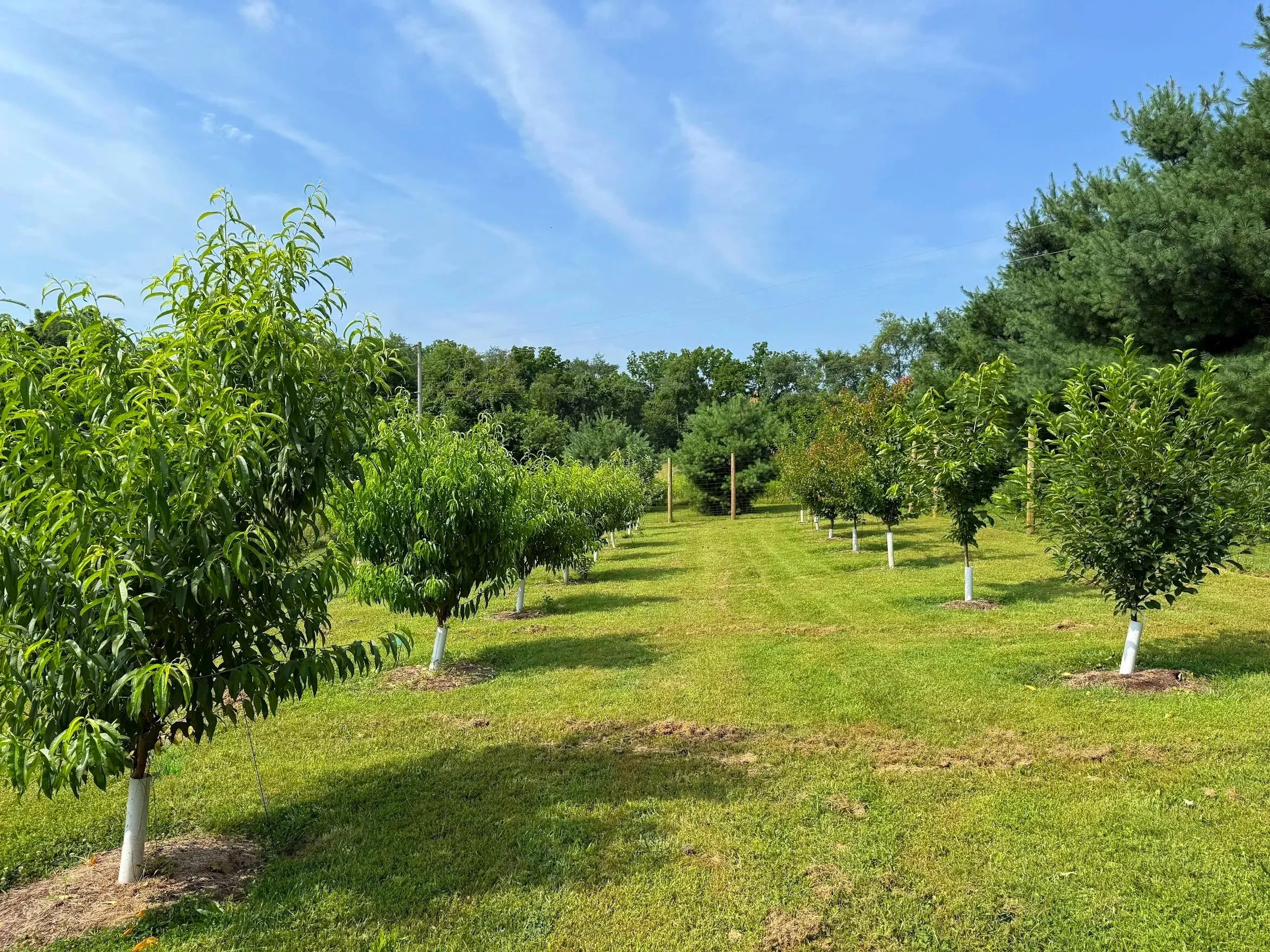 orchard+5.jpg