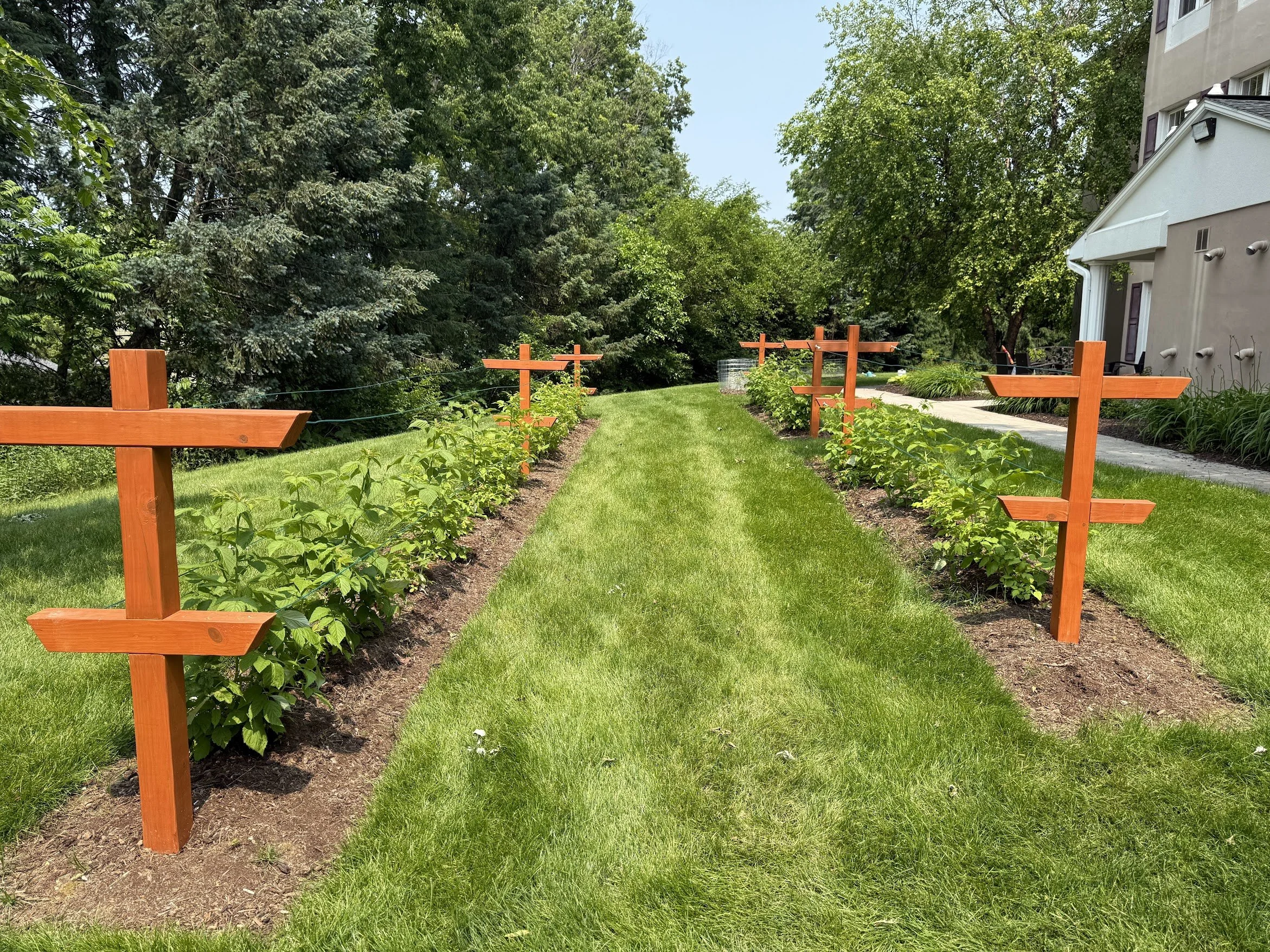 Raspberry Trellis 15.jpg
