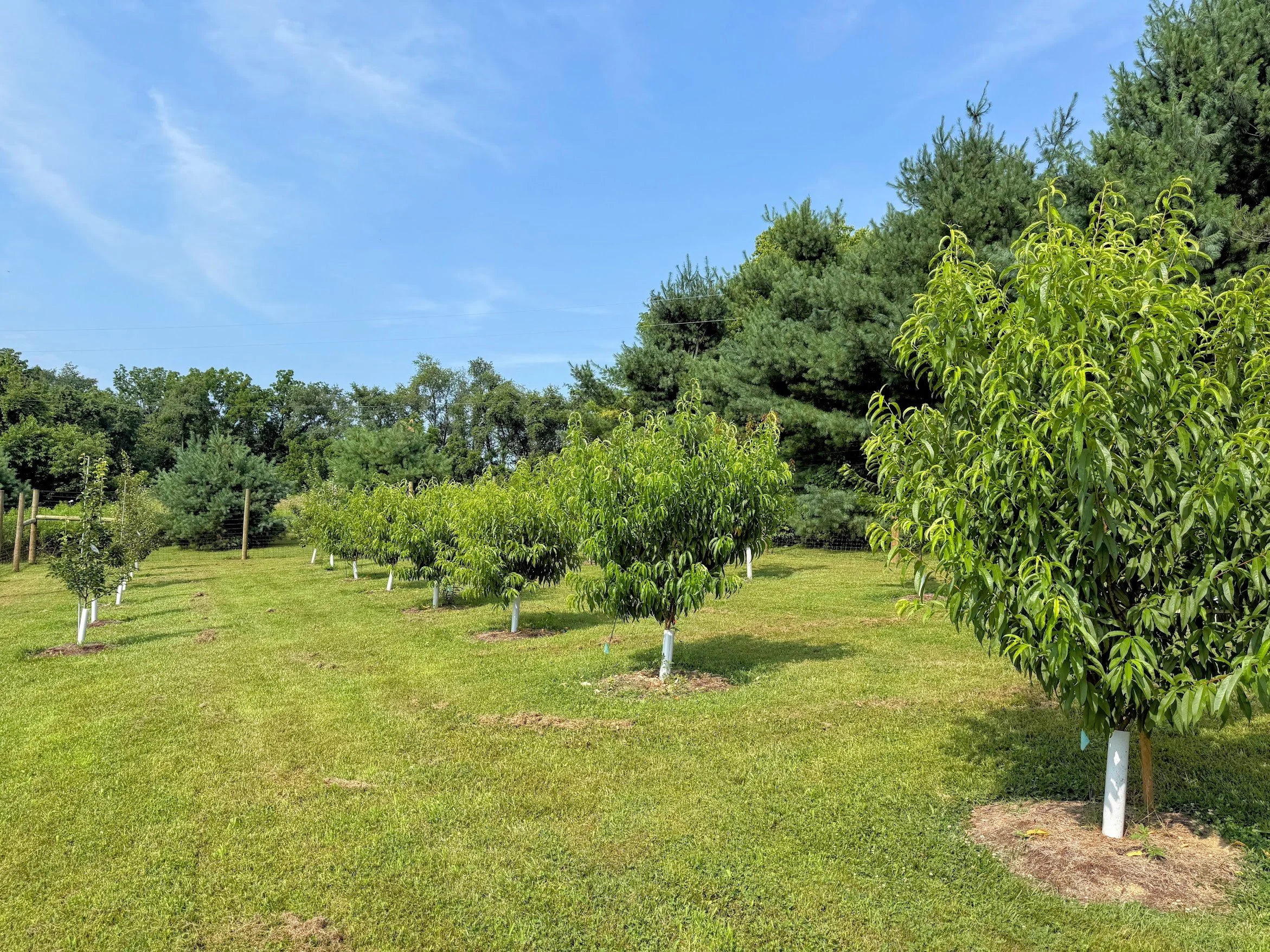orchard 6.jpg