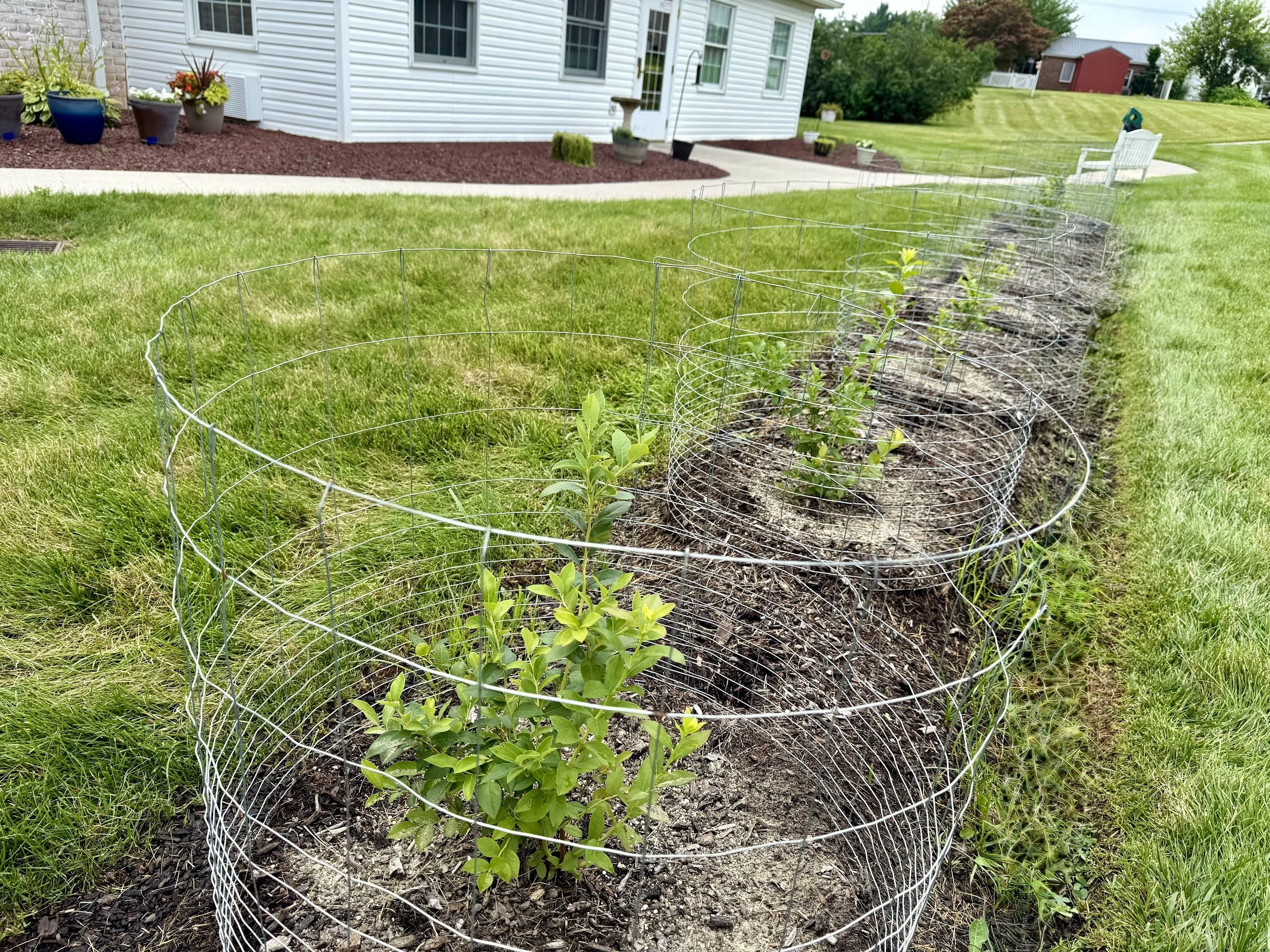 Blueberry Patch 1.jpg