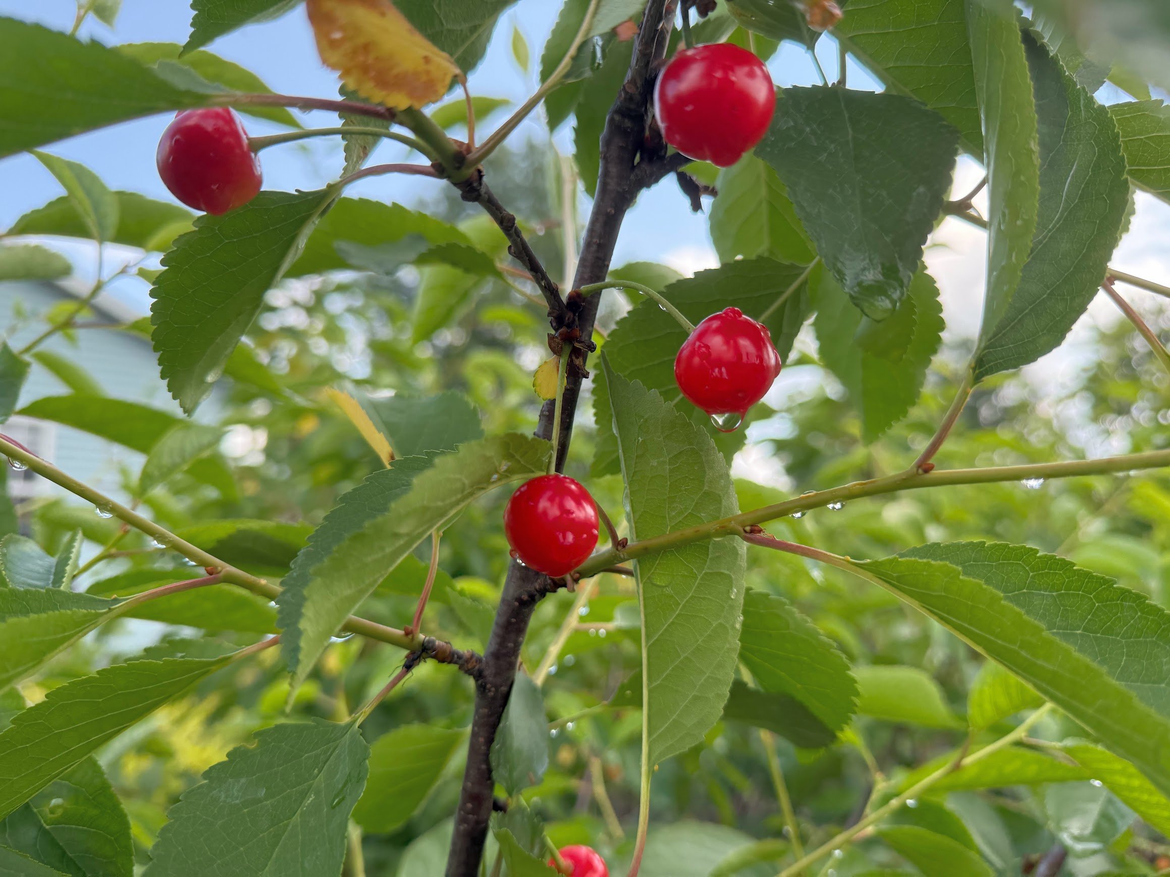 Sour Cherries York South.jpg