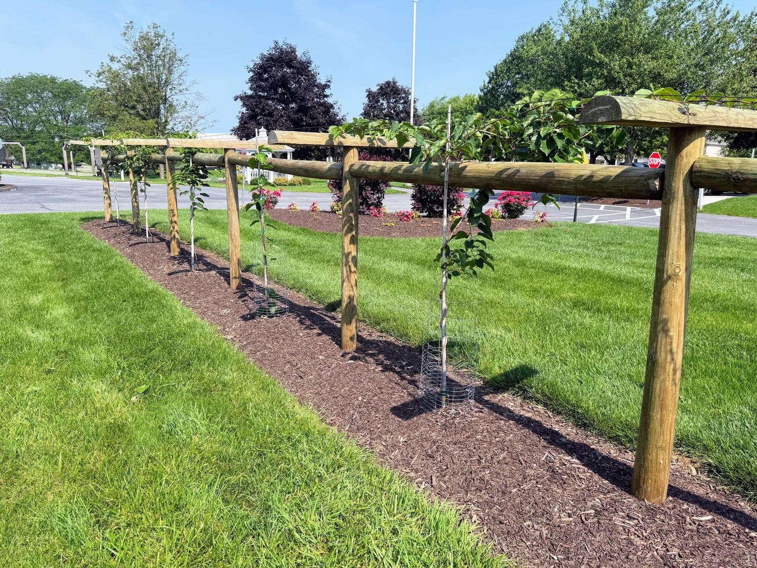 Berry String Trellis Kiwi Berry Trellis Installation in Central PA — Home Orchards