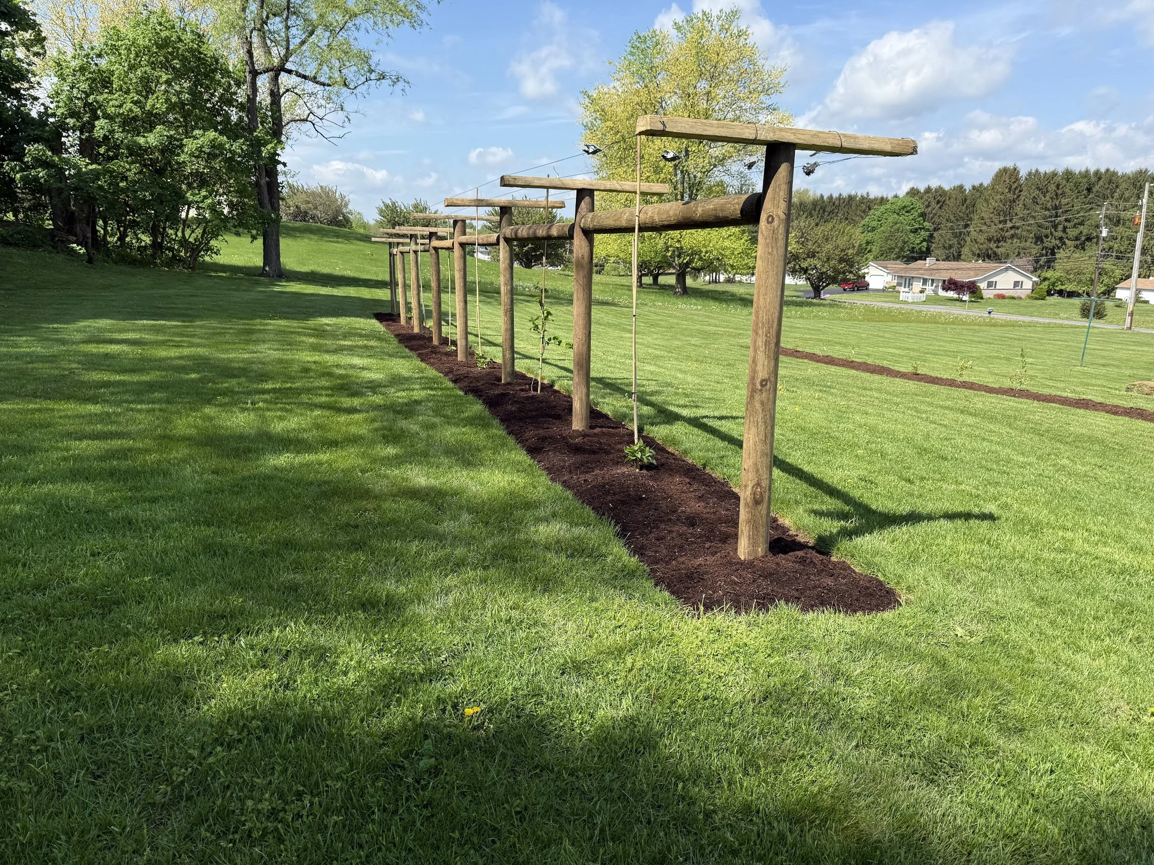 Kiwi Berry Trellis 6.jpg