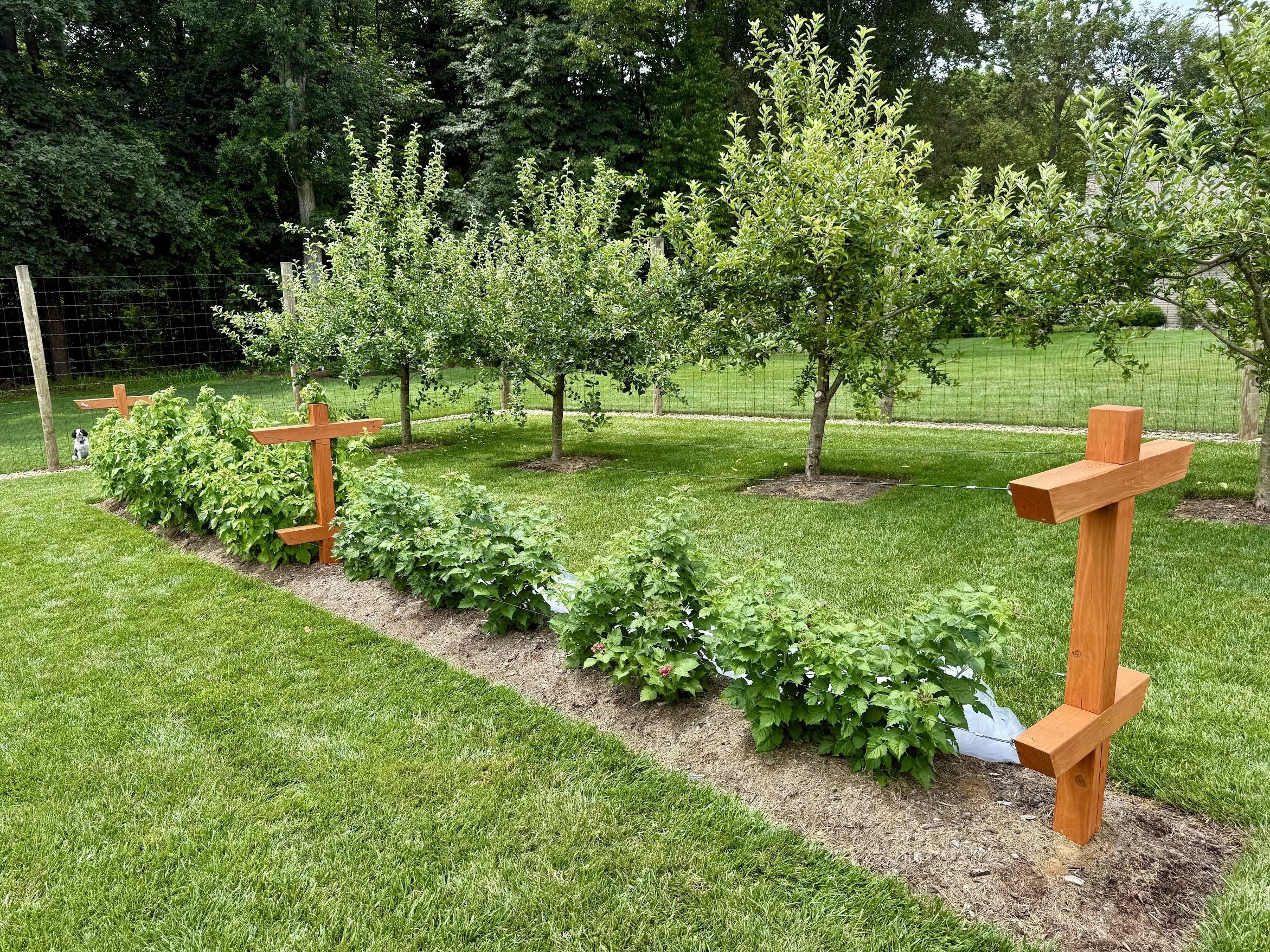 Raspberry Trellis 1.jpg