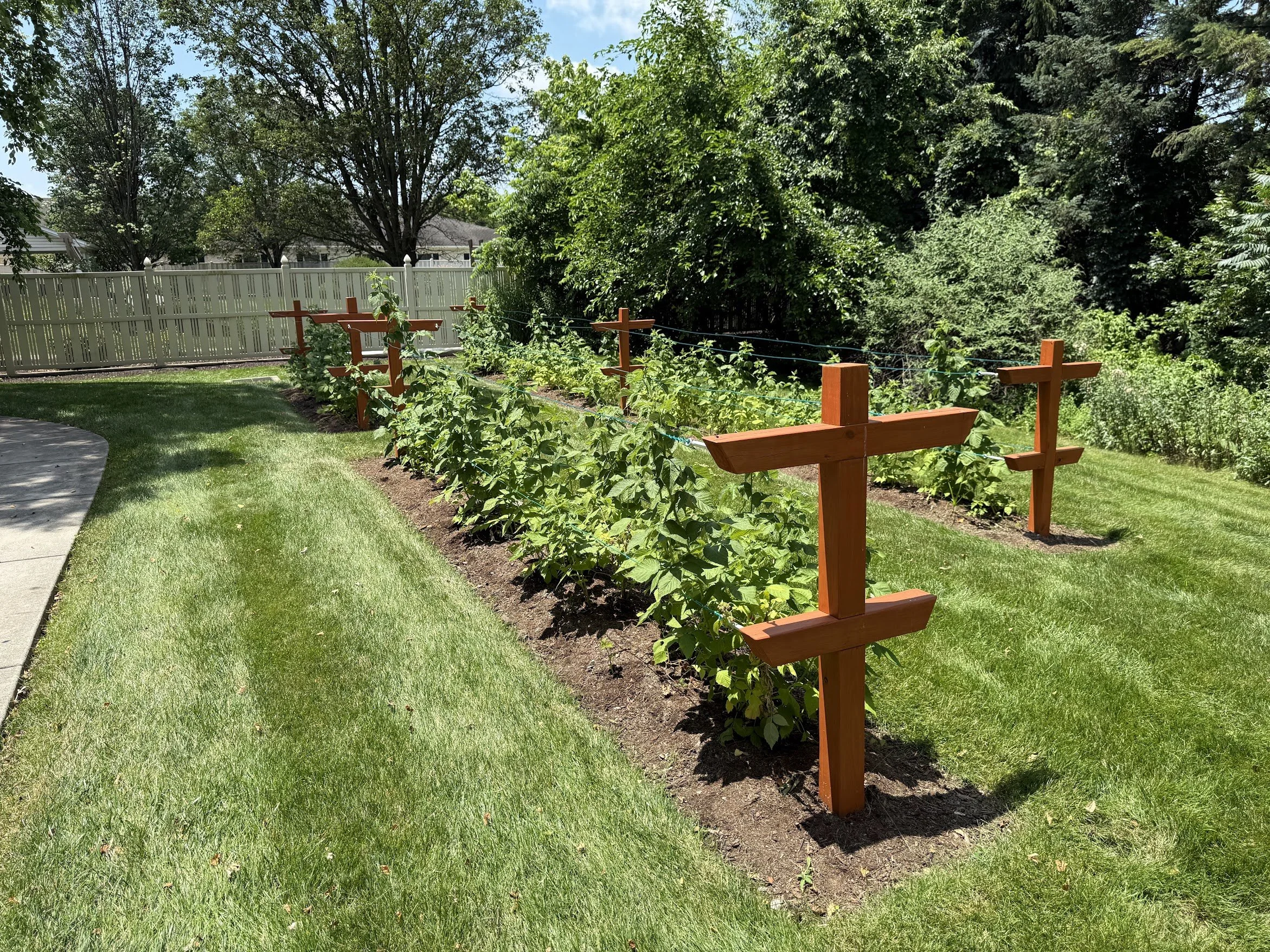 Raspberry Trellis 8.jpg