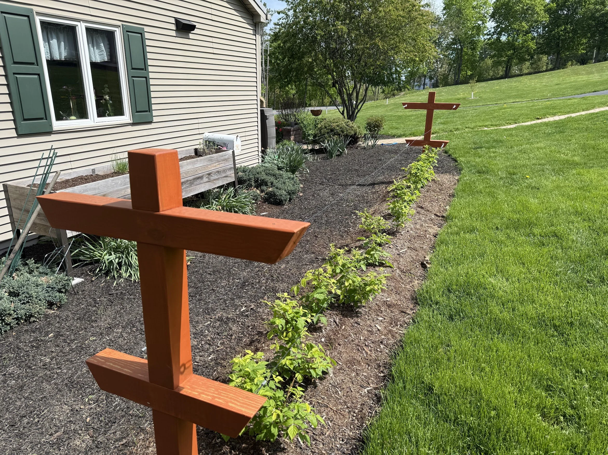 Raspberry Trellis 19.jpg