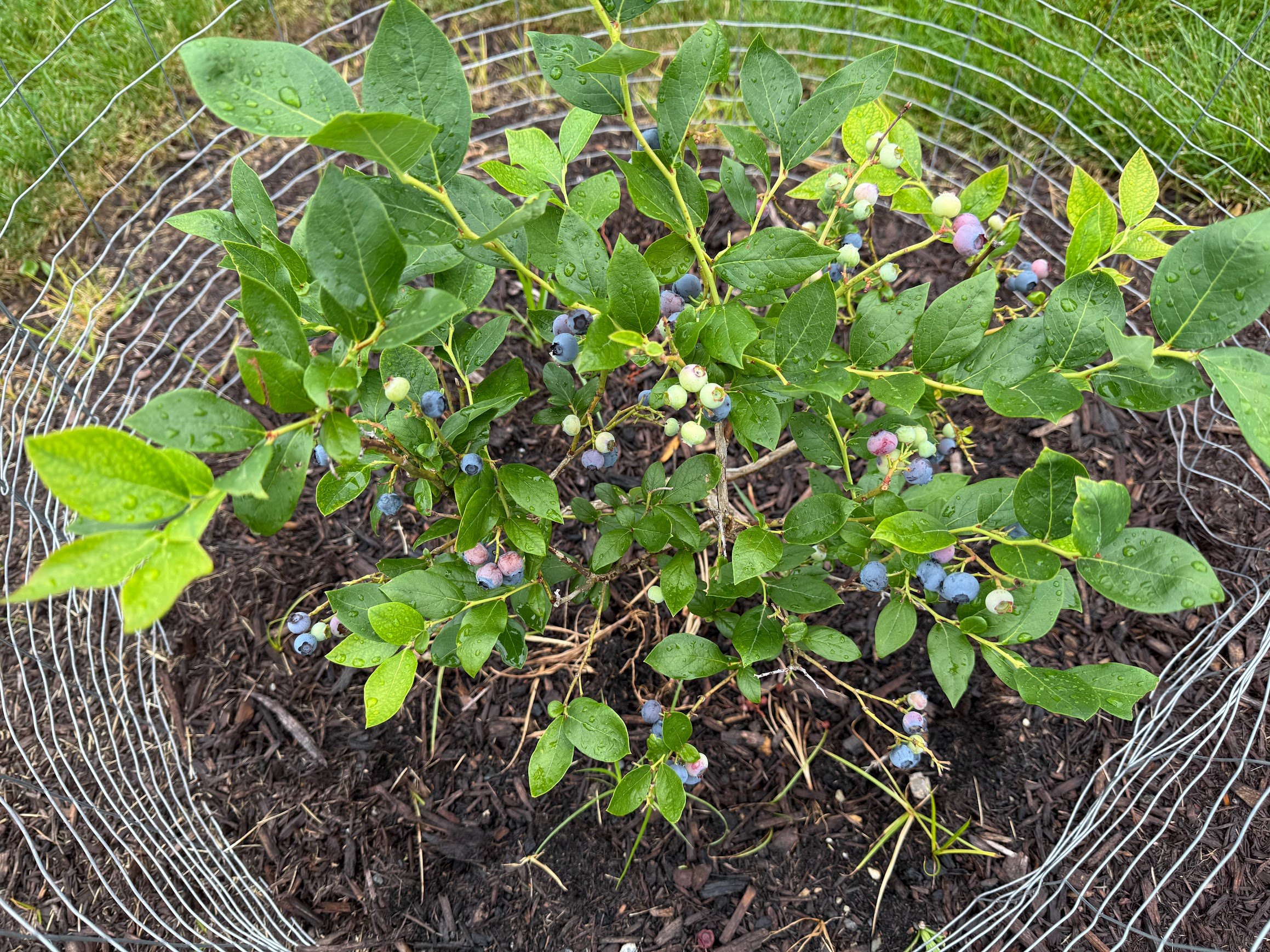 Blueberry 2.jpg