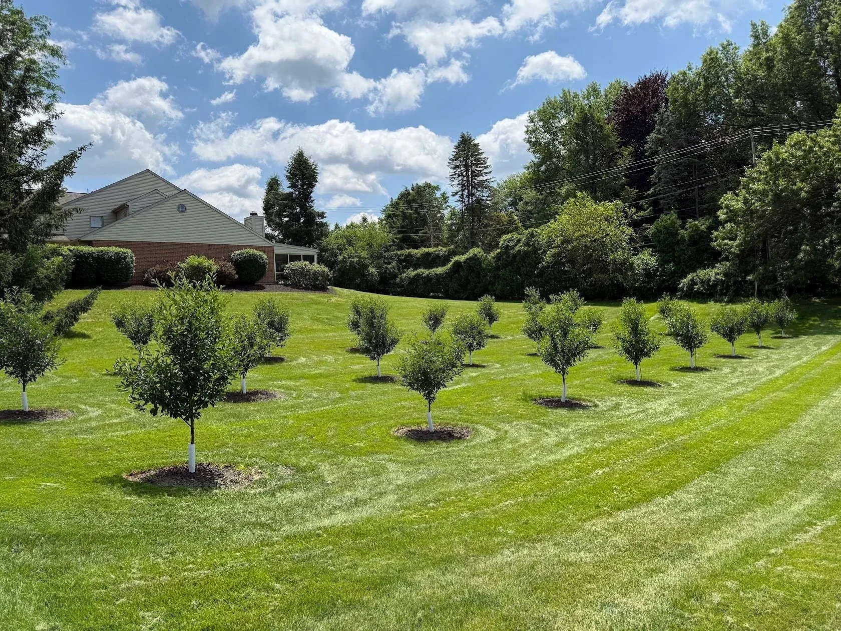 Multiple rows of established fruit trees across a residential lawn, with a house and mature boundary trees in view.