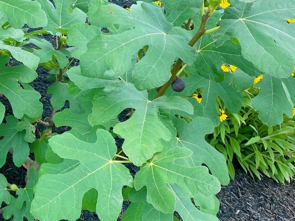 Fig Planting in Central PA — Home Orchards