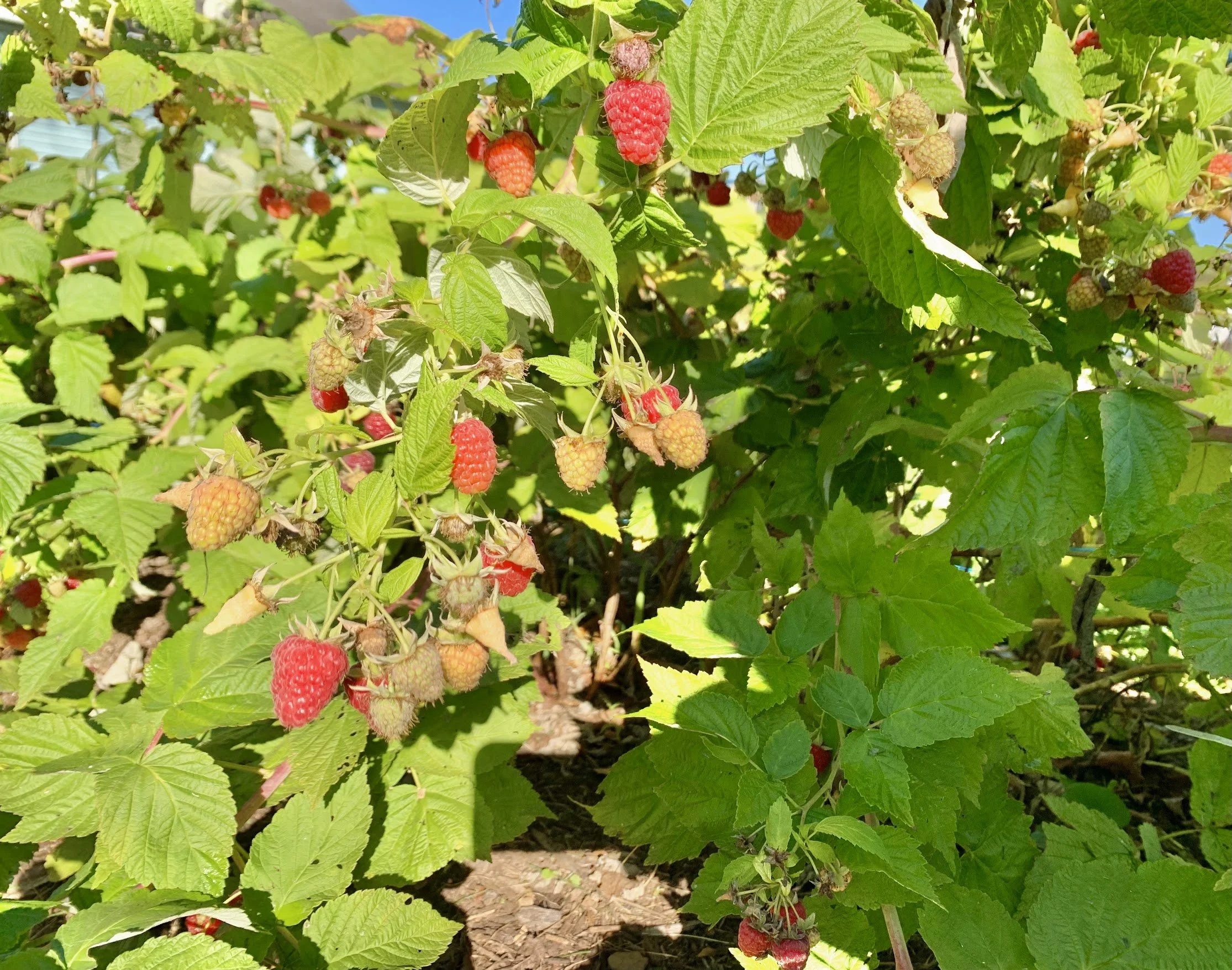 Raspberry Trellis 25.jpg