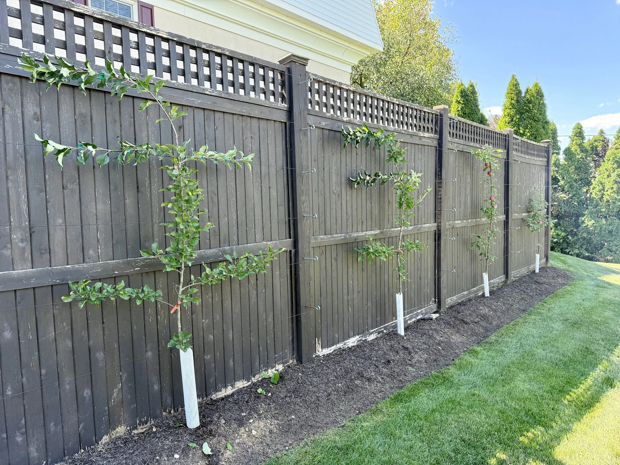 Apple Tree Espalier.jpg