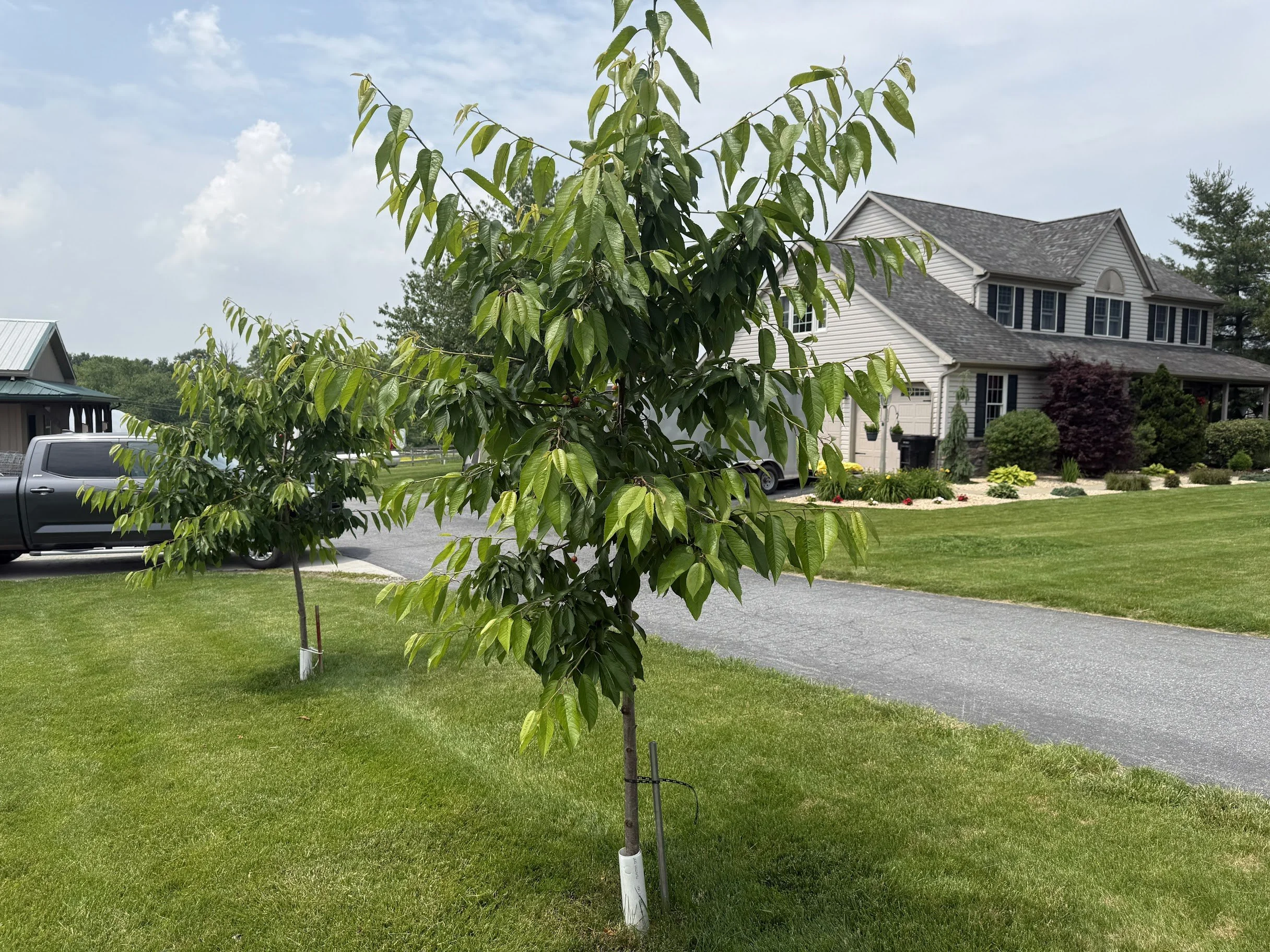 2 Cherry Trees lining driveway.jpg