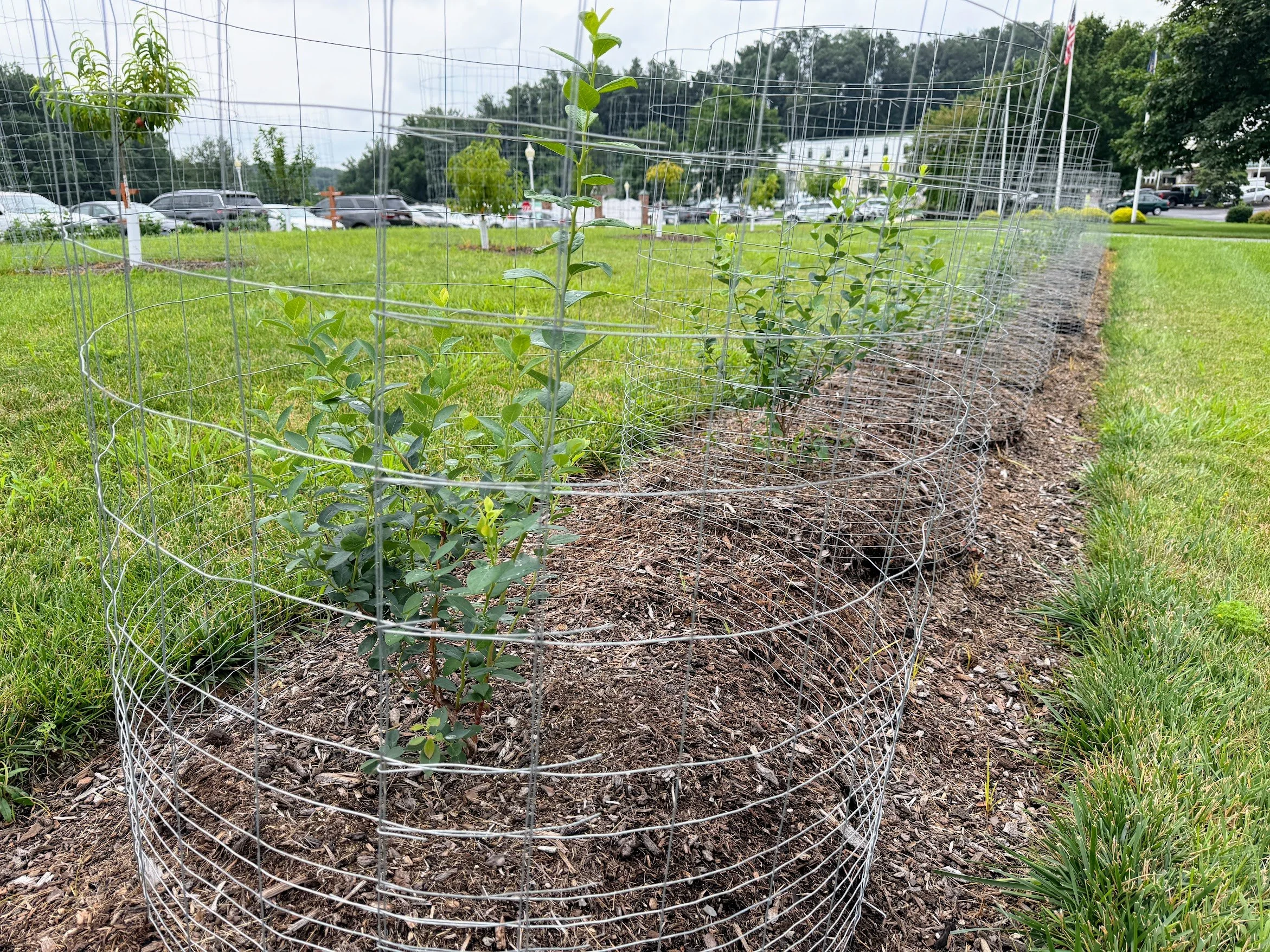 Blueberry Patch 2.jpg