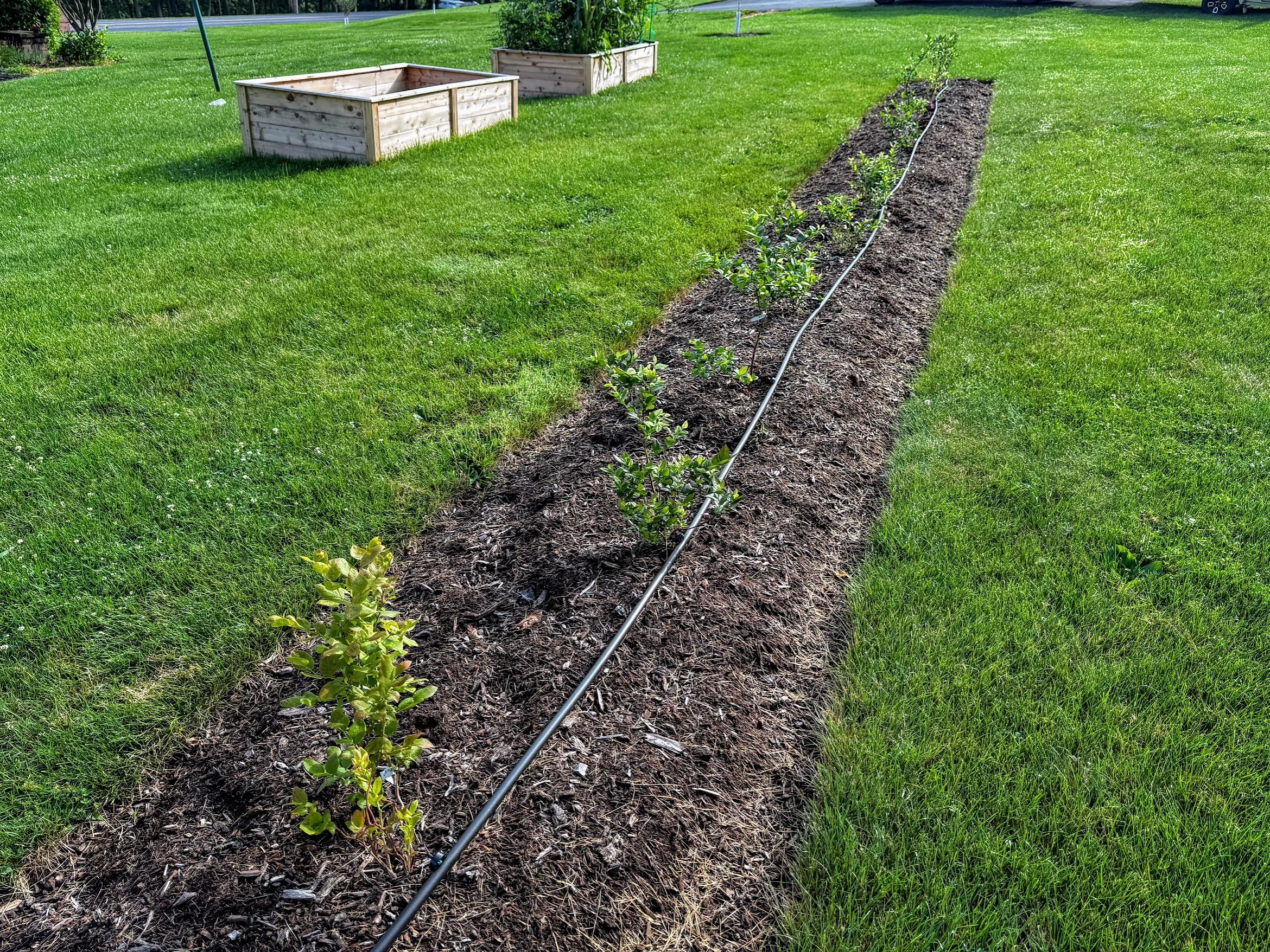 Blueberry Patch 3.jpg