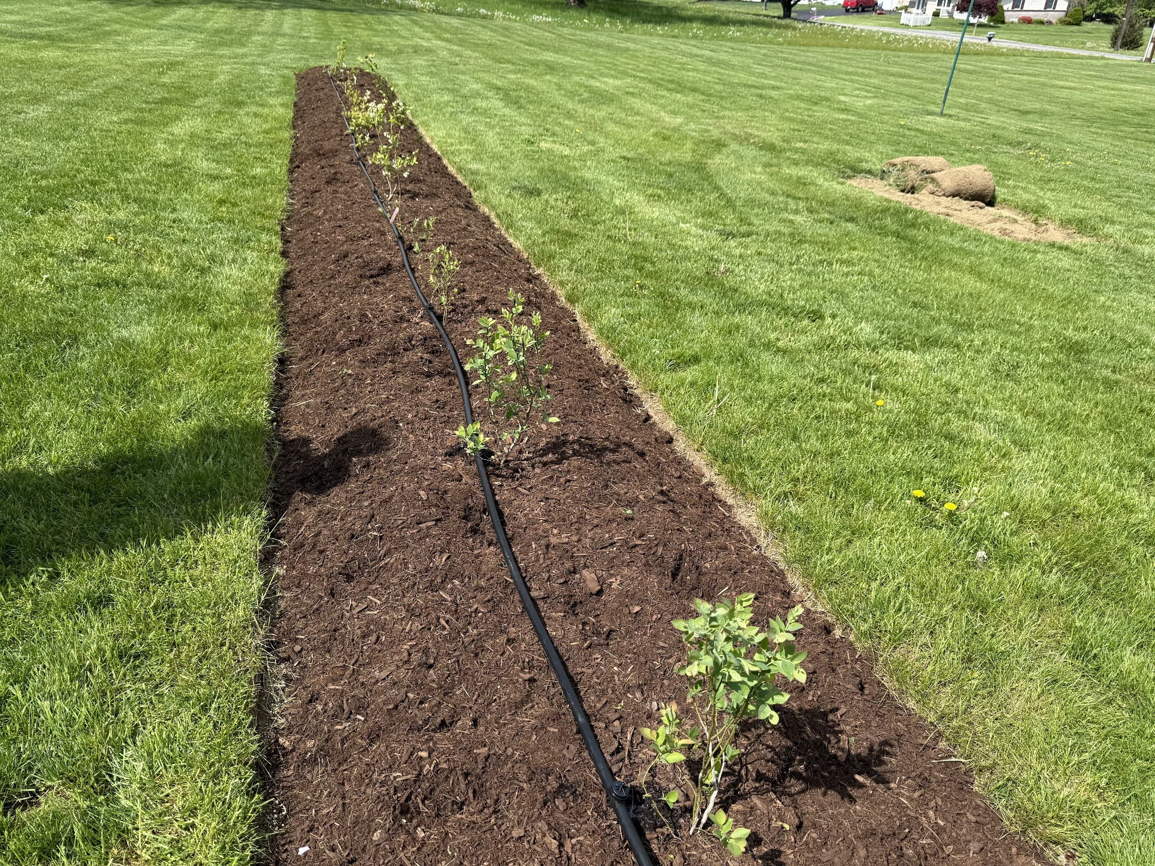 Blueberry Patch 12.jpg