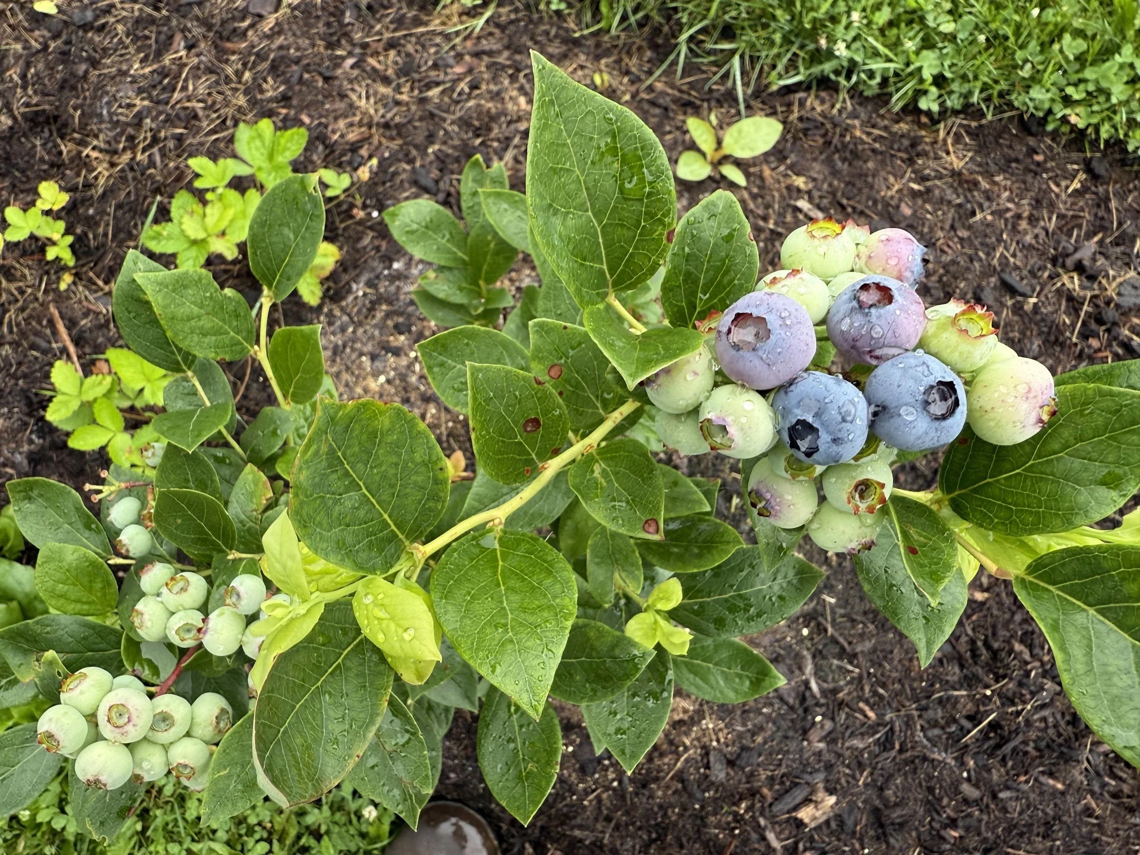 Blueberry Patch 9.jpg