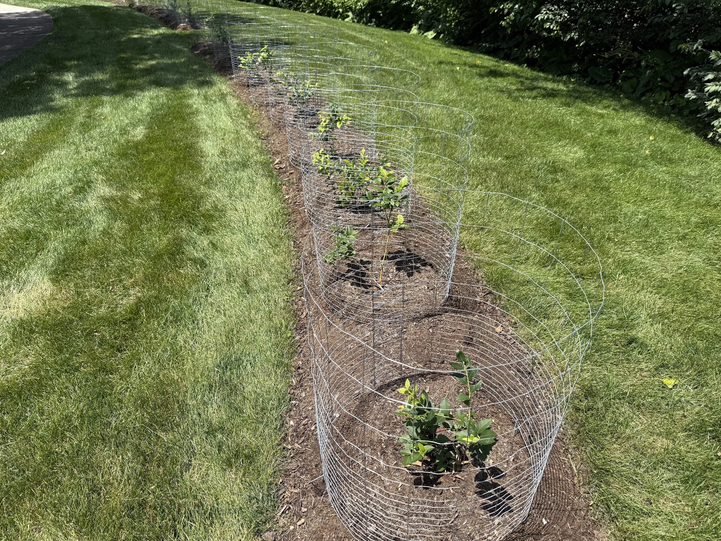 Blueberry Patch 6.jpg