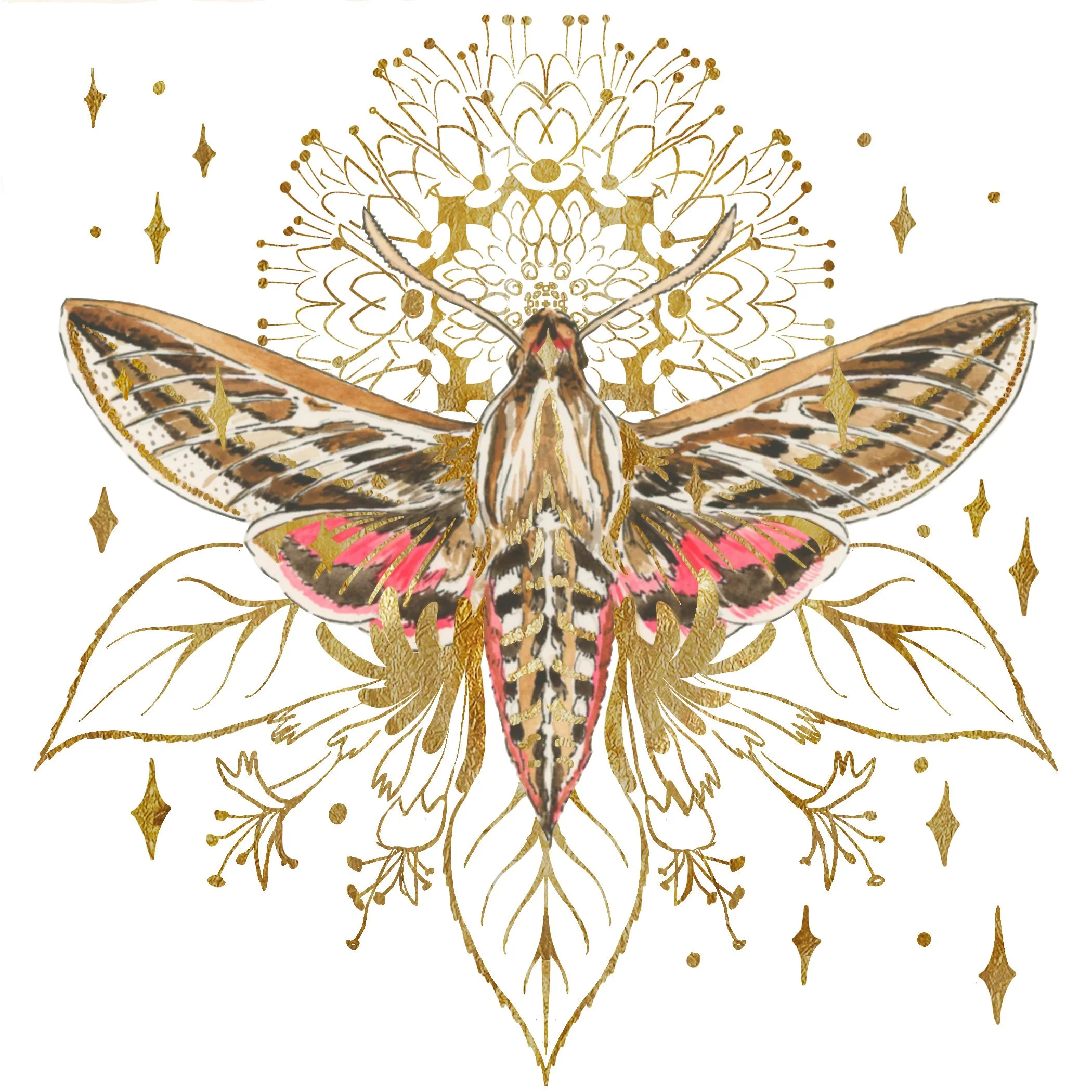Gilded Order: White Lined Sphinx Moth - prints