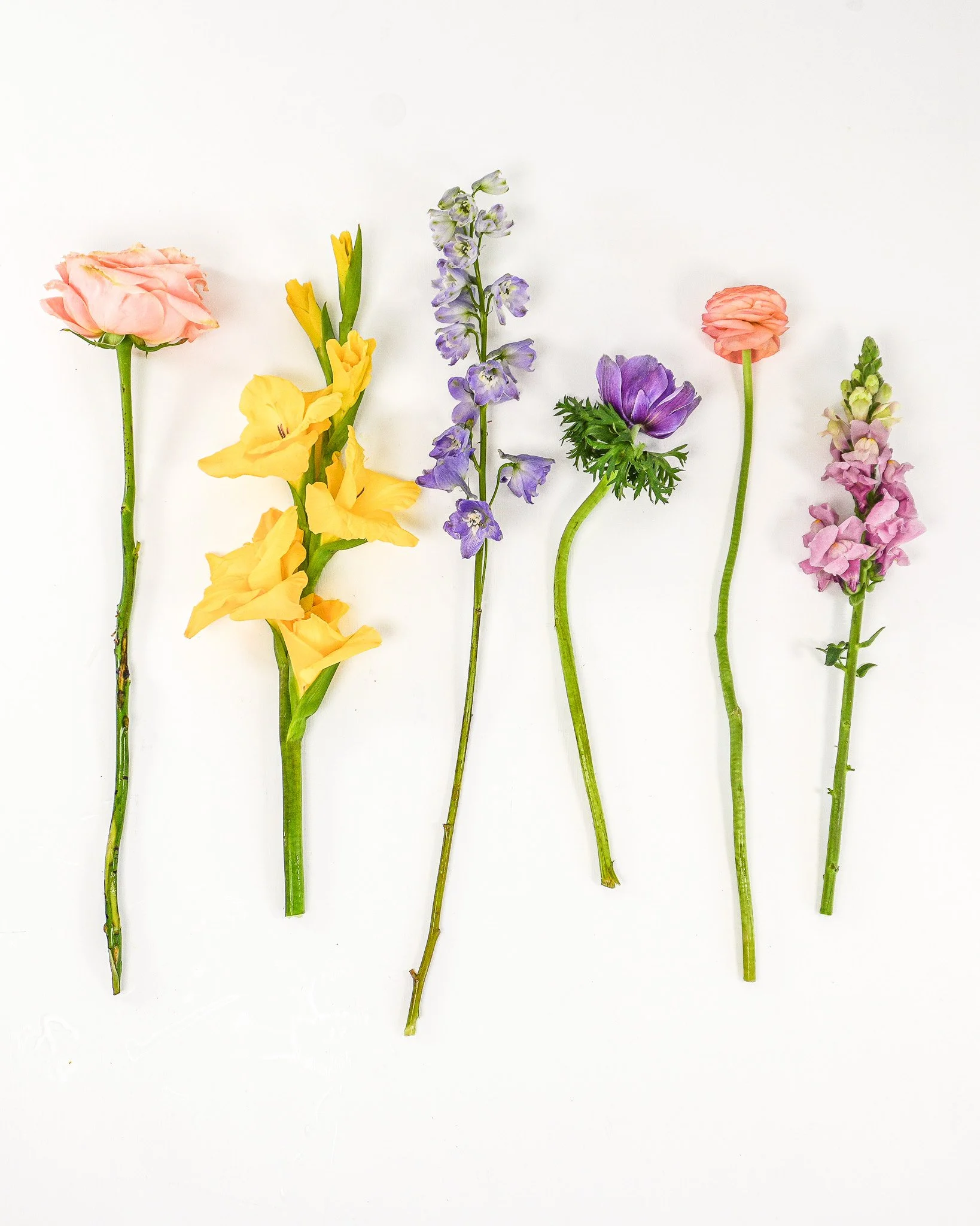 05_Stems 4x5.jpg