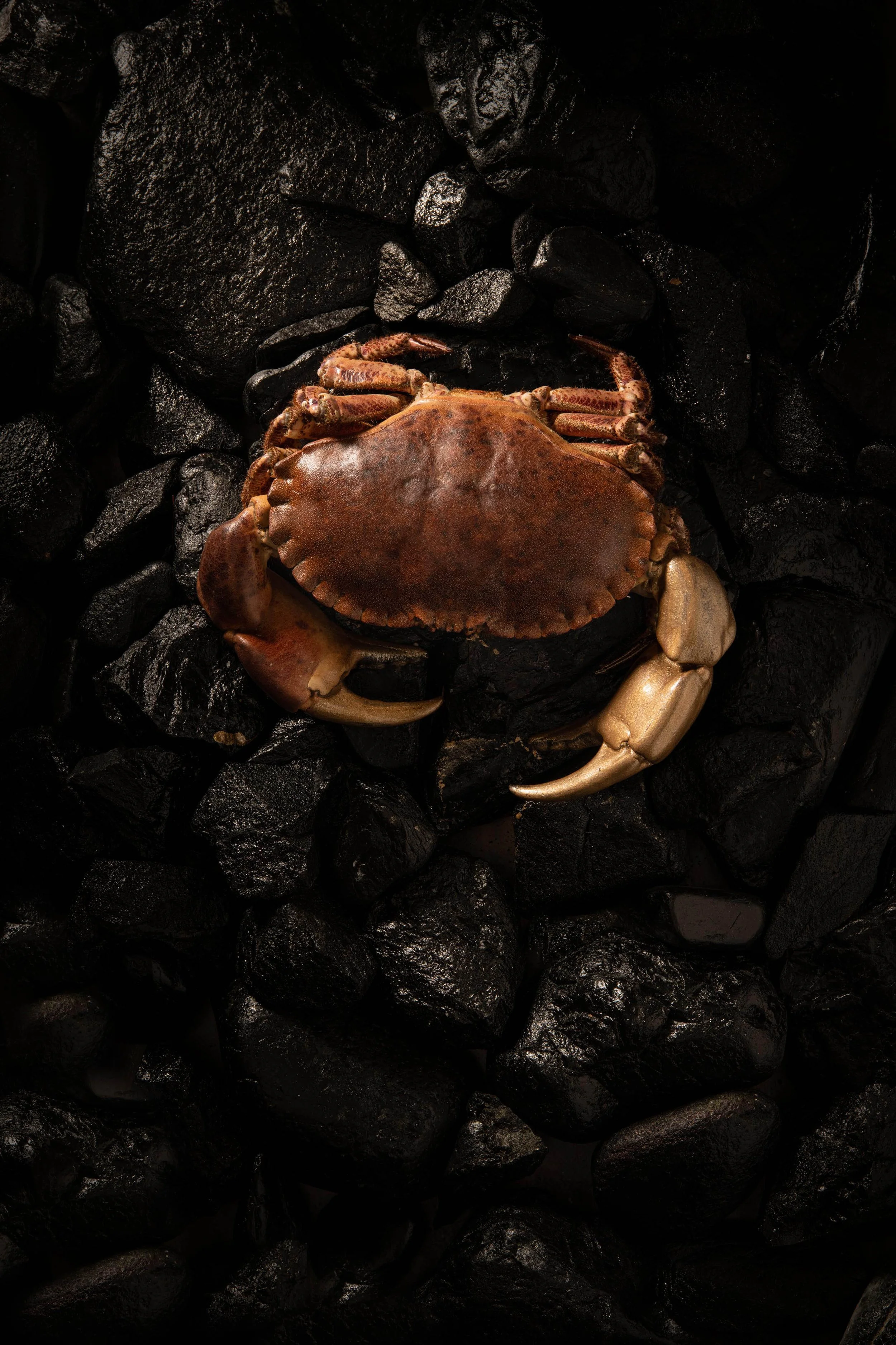thecrab-8504064.jpg