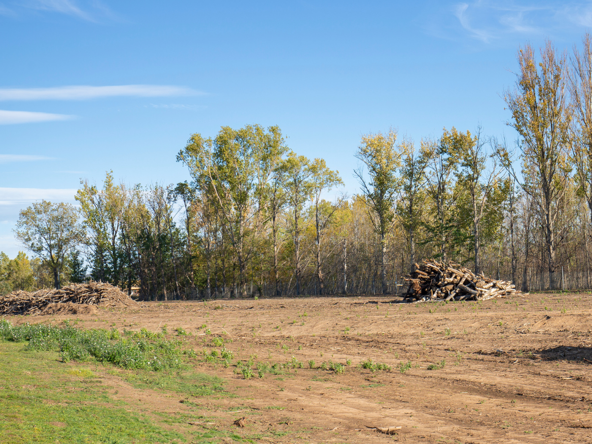 Open field with patches of small plants, piles of chopped wood, and a backdrop of trees under a blue sky.