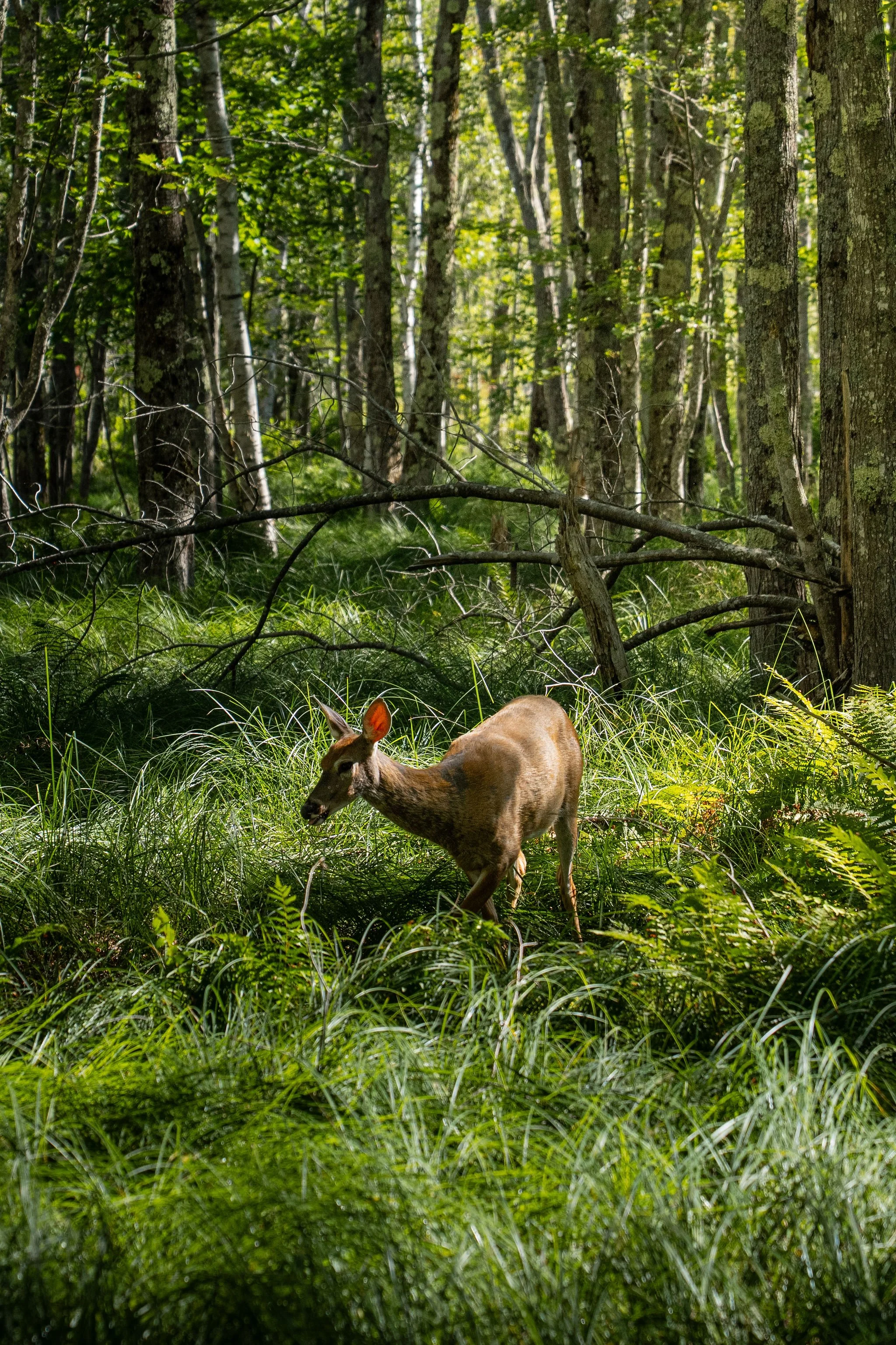 A deer in a lush green forest with sunlight filtering through trees.