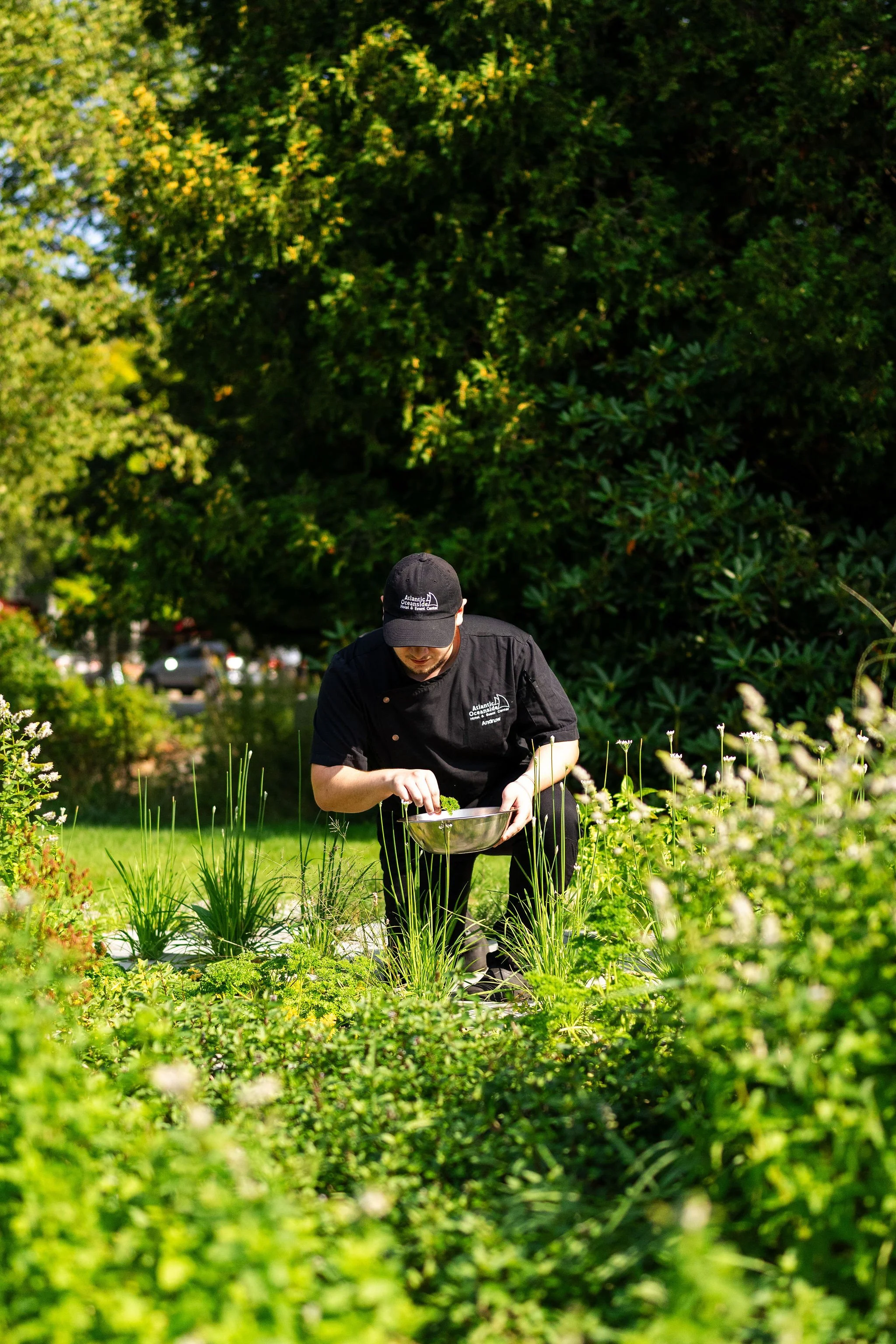 A man wearing a black hat and black chef uniform with a logo is gathering herbs or plants in a stainless steel bowl in a lush green garden with various plants and trees.