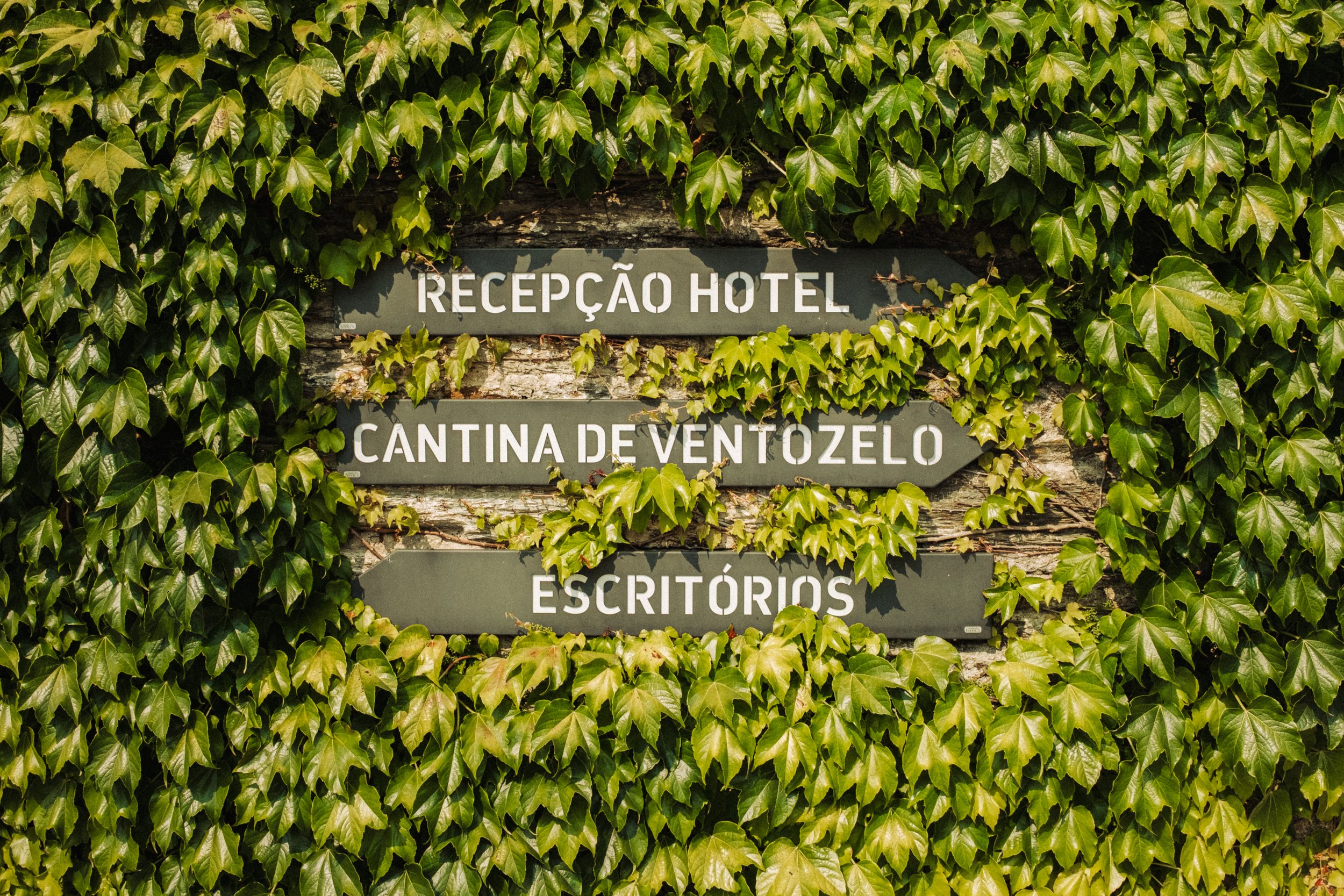 20250603_DouroPortugal_FujifilmX100V_8.jpg