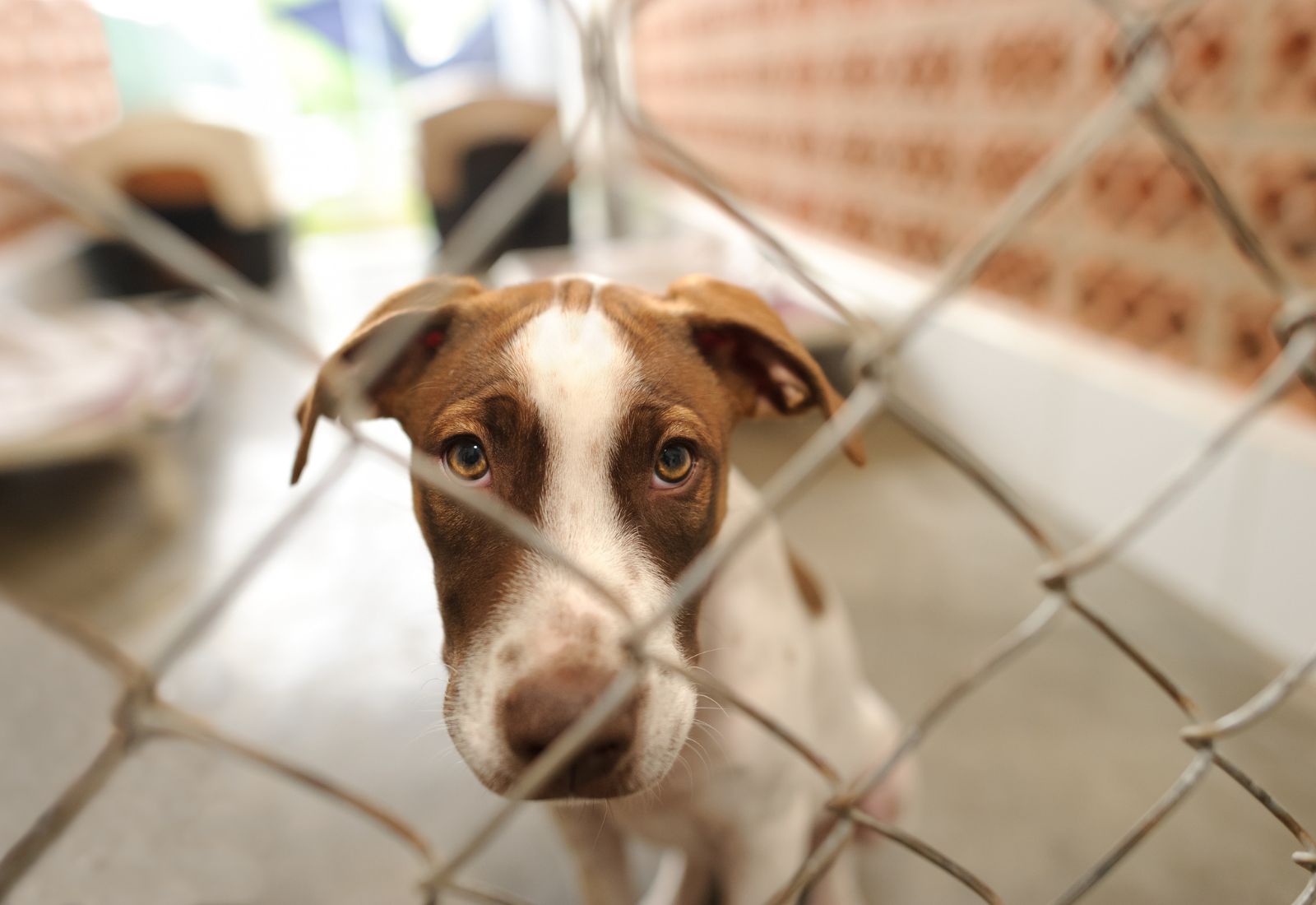 Dog Rescue Day