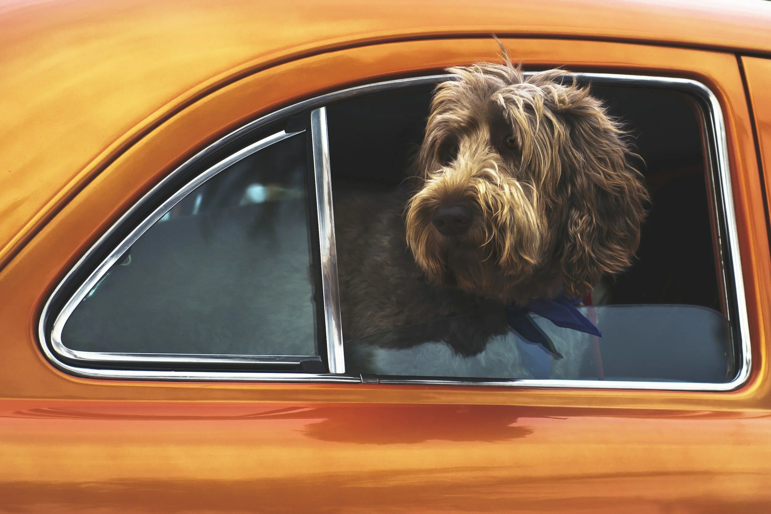 HOW TO PREPARE YOUR DOG FOR A VISIT TO A DOG-FRIENDLY BAR