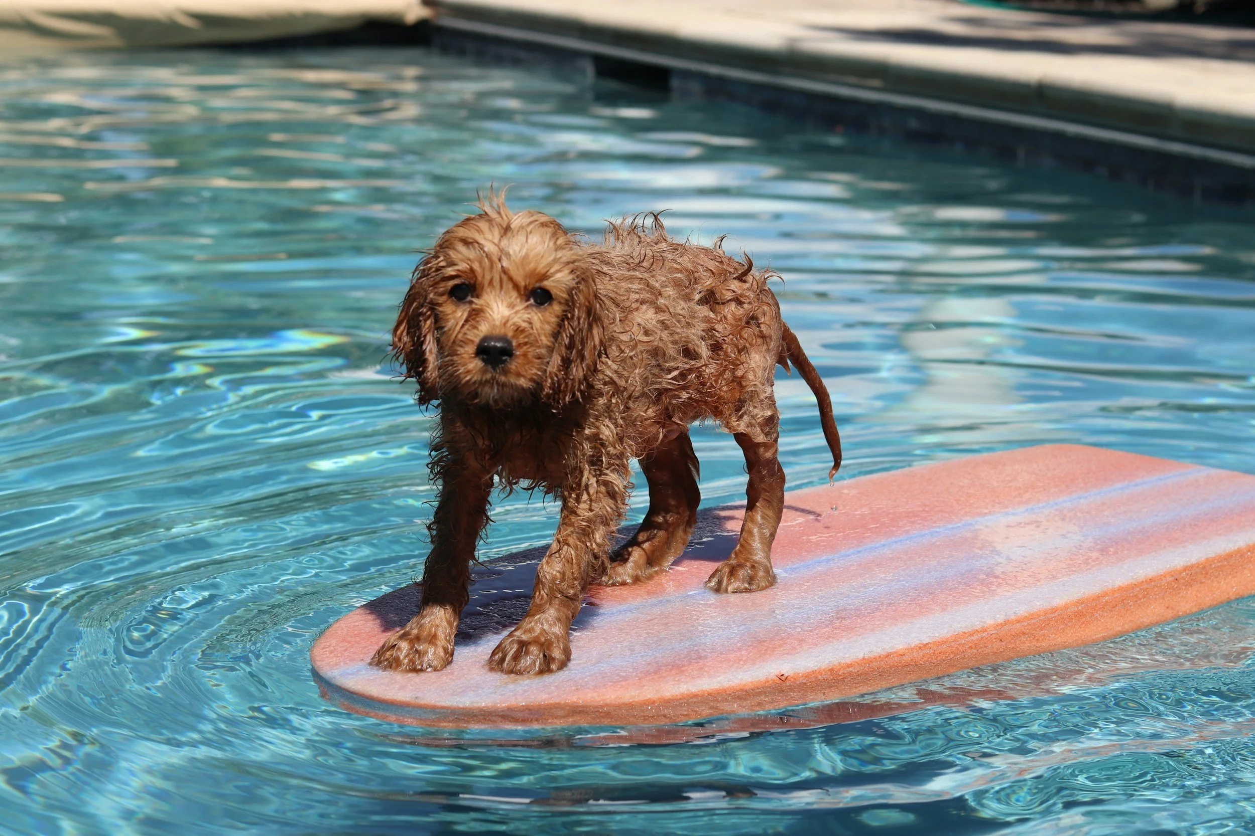 Beat the Heat: 9 Vet-Smart ways to keep your dog cool in florida summer
