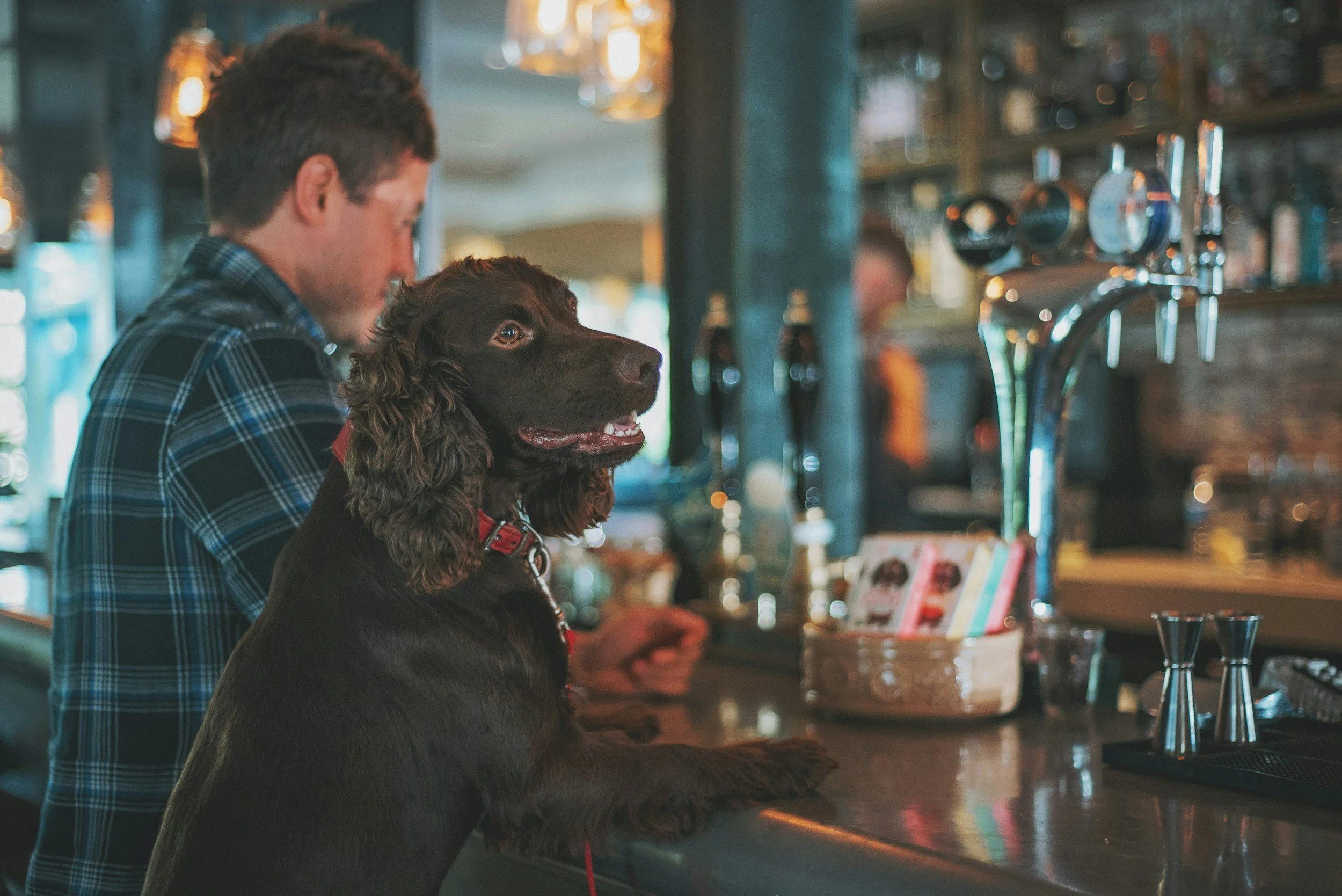 The Best Way to Spend a Hot Orlando Afternoon With Your Dog