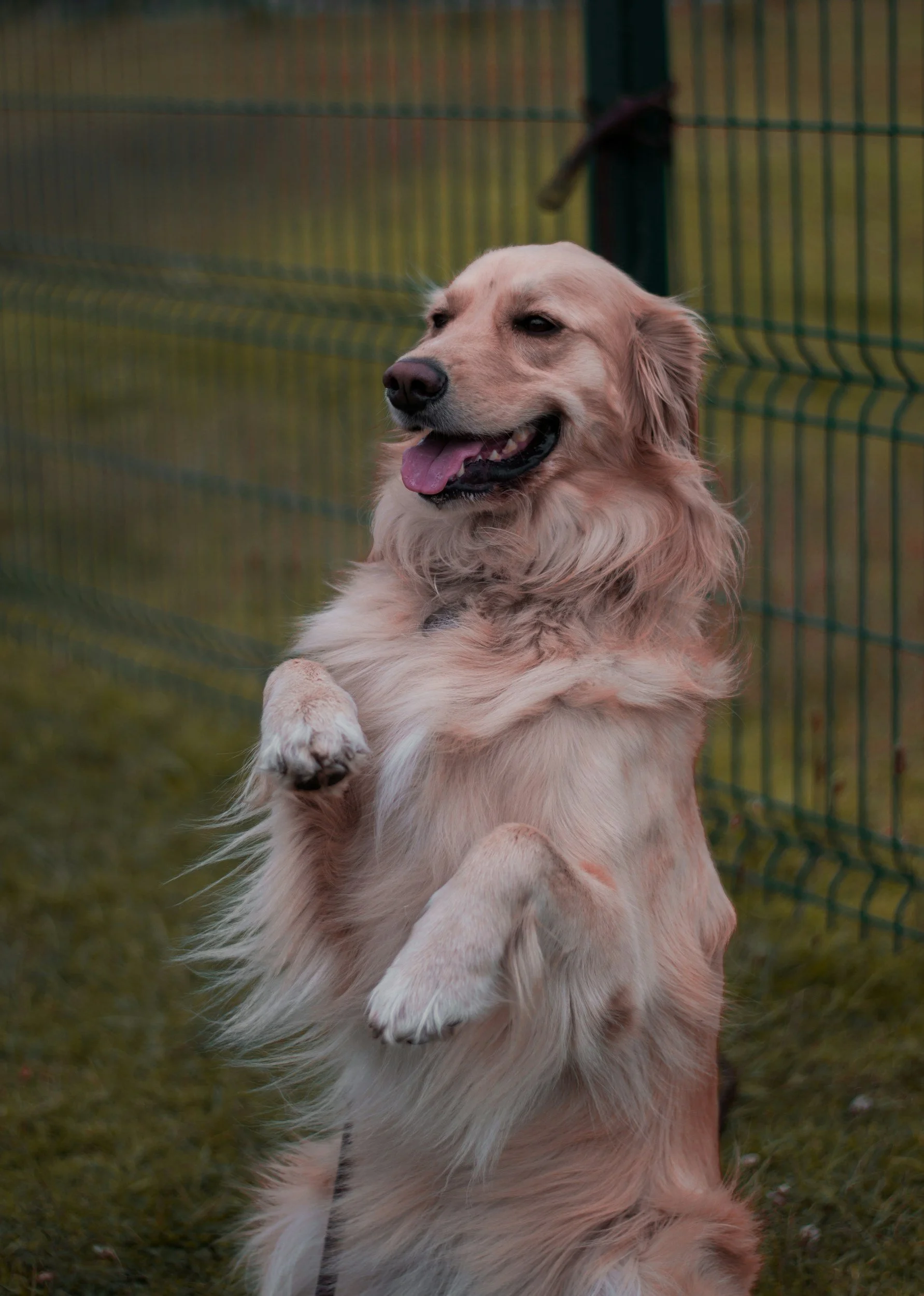 5 Reasons a Dog Bar Beats the Backyard This Summer