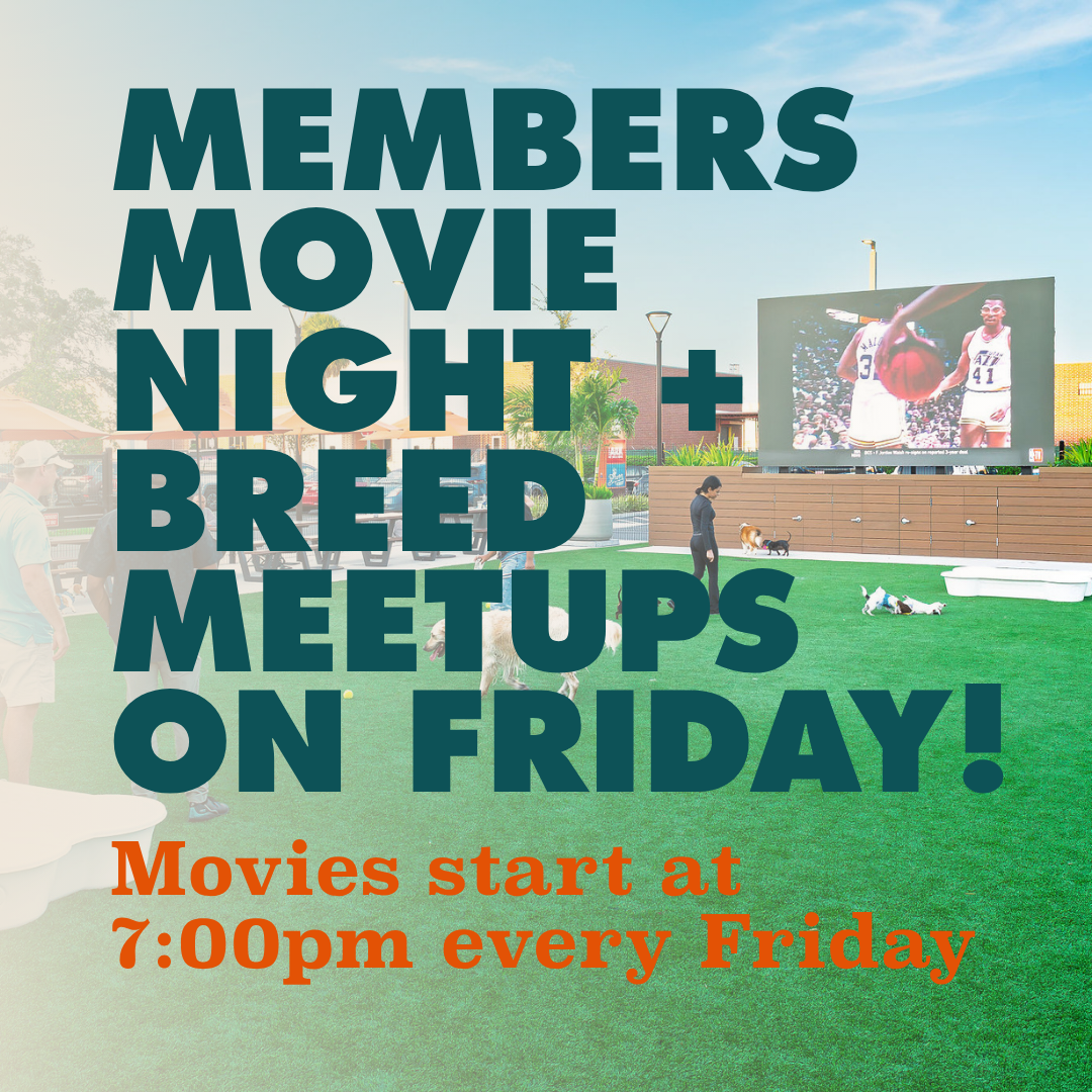 Members Movie Night (The Water boy) &amp; Breed Meetup: Aussies &amp; Border Collies