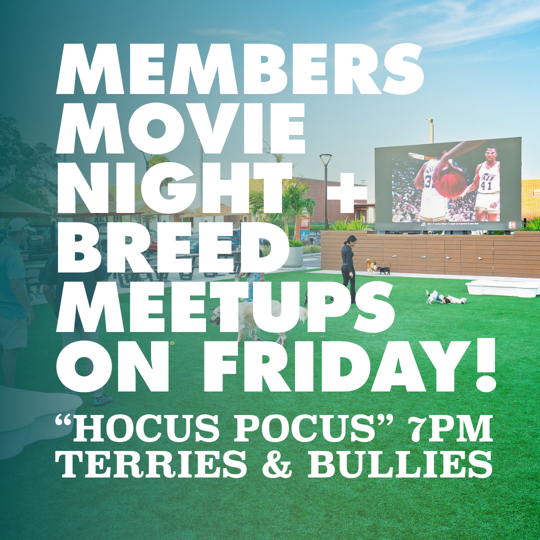 Members, Movies & Meetups: Hocus Pocus