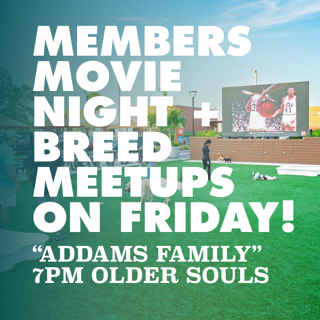 Members, Movies & Meetups: The Addams Family