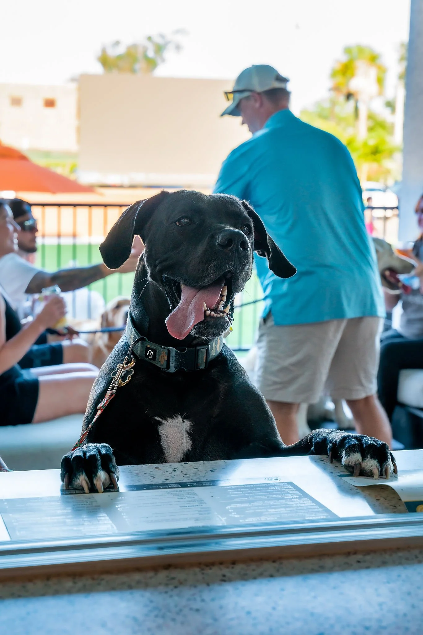Membership 101: Social vs. Preferred - Which Fits Your Pack?