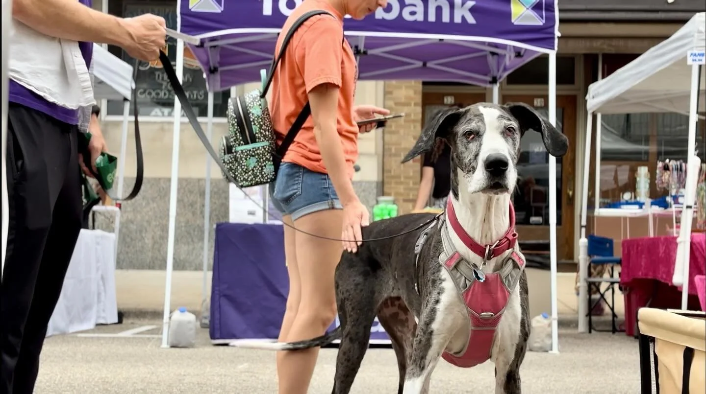 It&rsquo;s really hard to tell from this picture, but this dog is like 4 1/2 feet tall! Be sure to come check out Hartford Maxwell Street days and all the pups! Still time left to come check out all the vendors, food, music, and people! We are right 