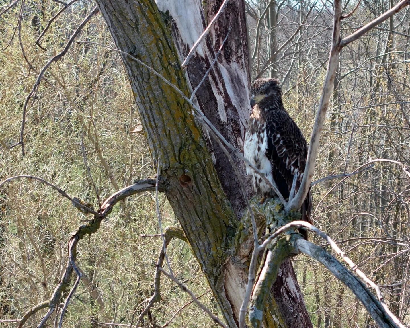 Look at the friend who showed up to our job site today!
#americaneagle #nature #wildlife #wiscosnin #local