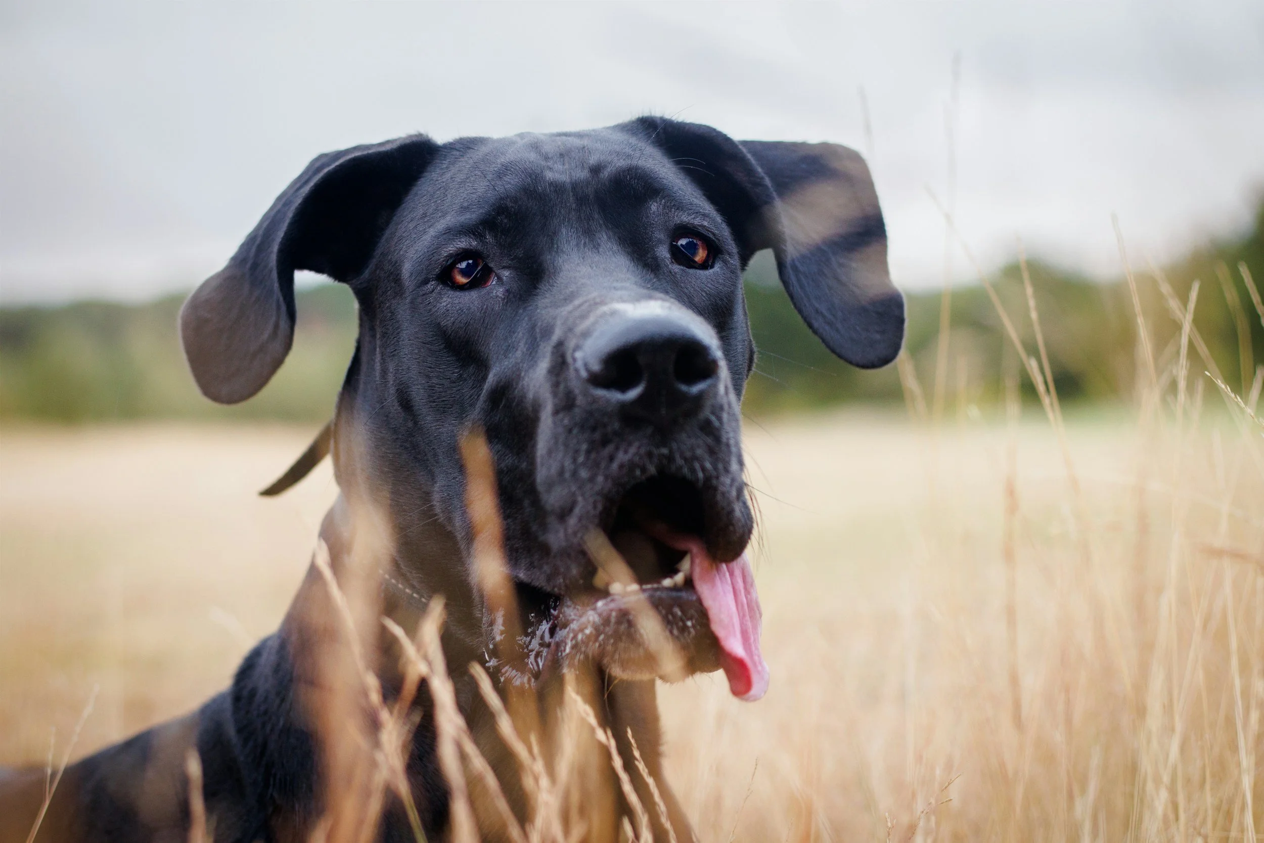 How to Know When Your Dog Needs Joint Support