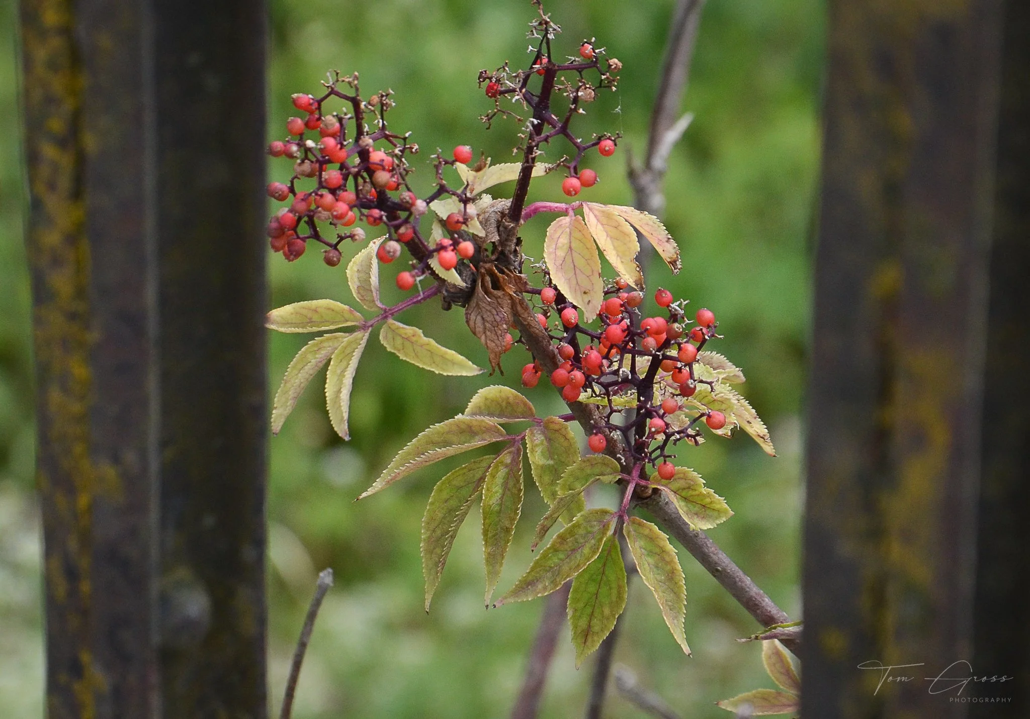 TGP40_2014 France BLF - 5843.JPG